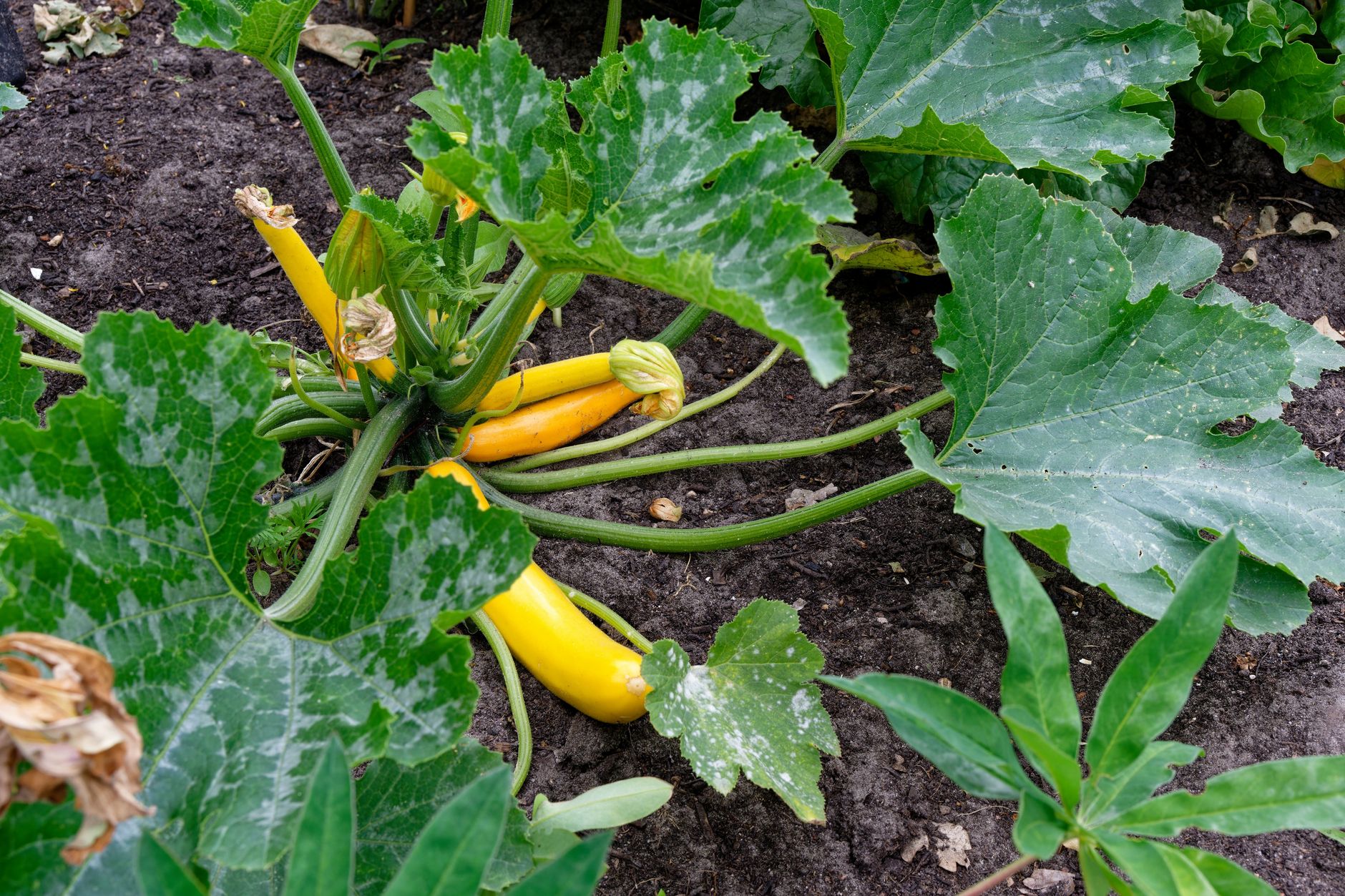 Harvesting young summer squash