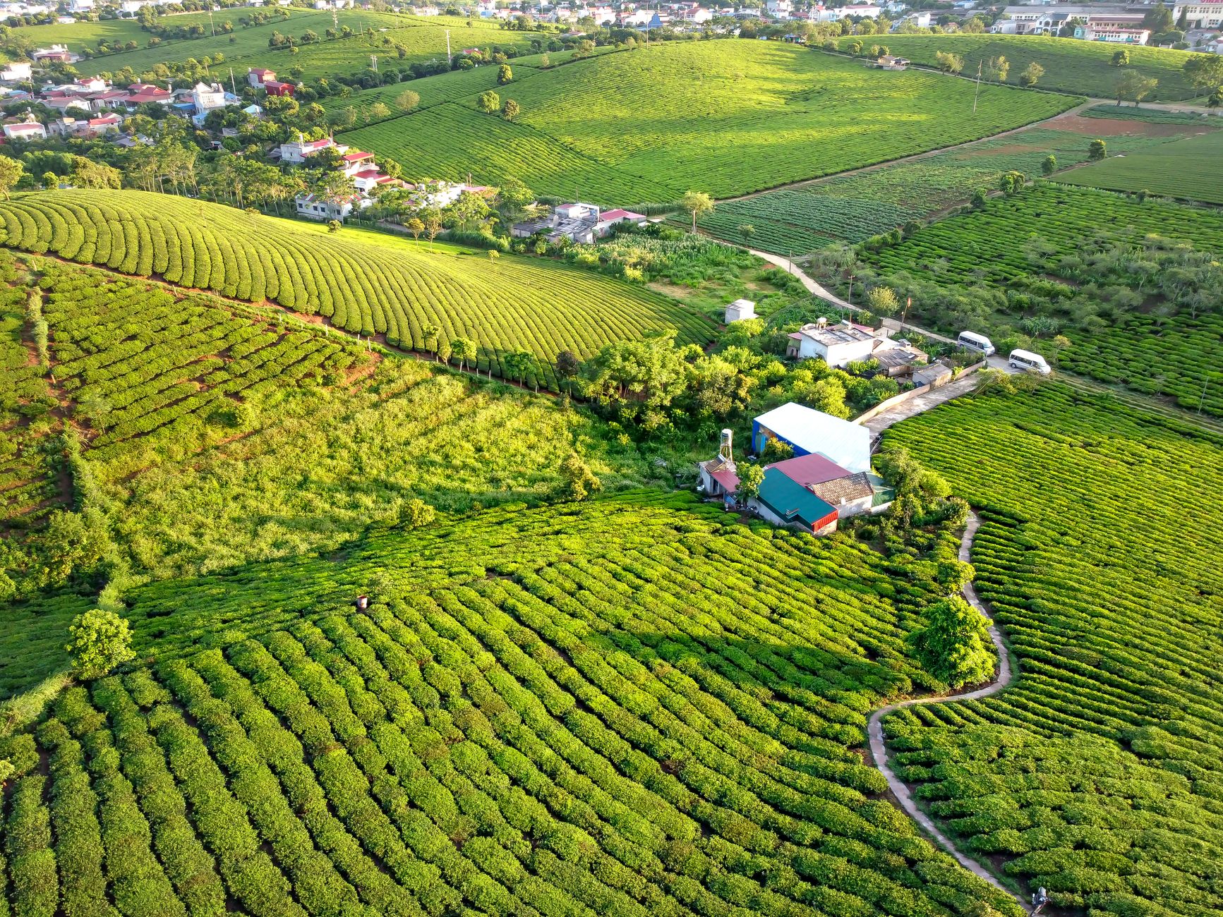 Stevia location