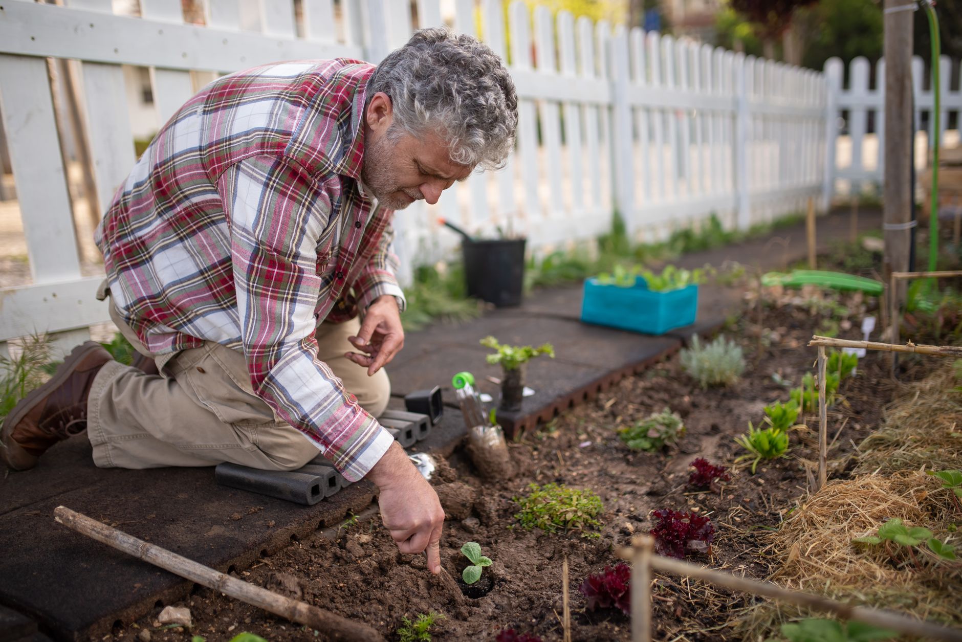 Planting stevia