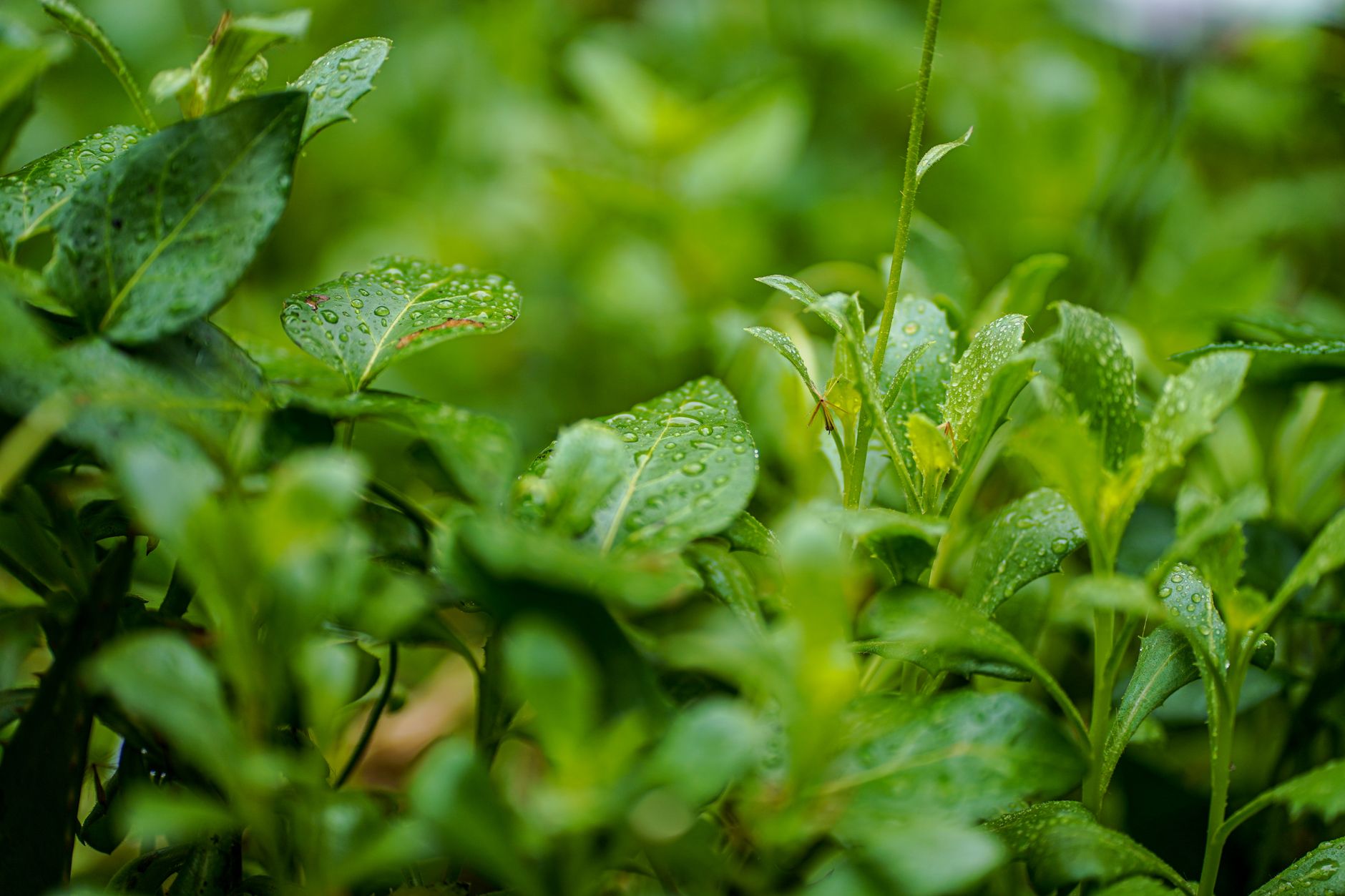 Stevia care