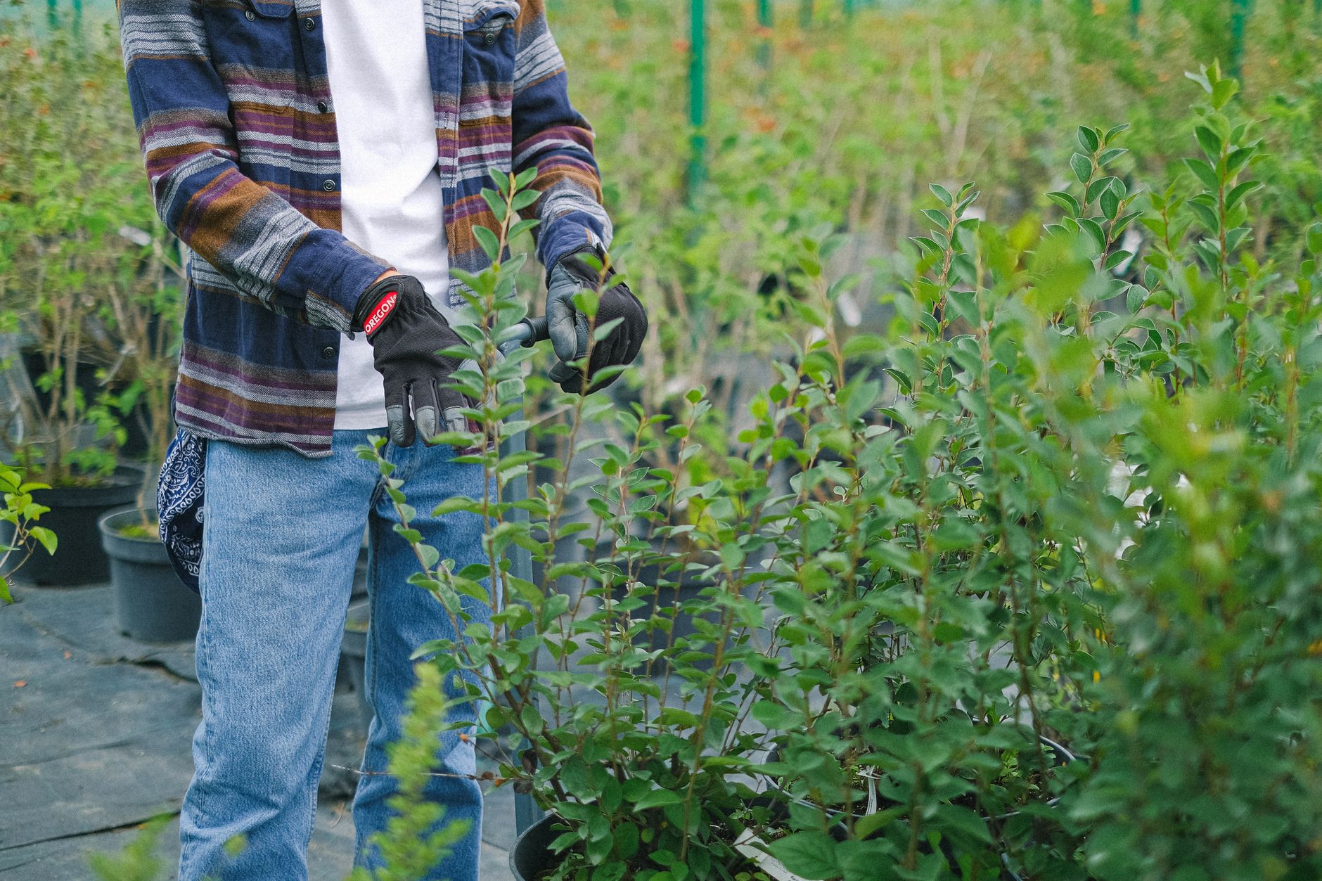 Stevia pruning