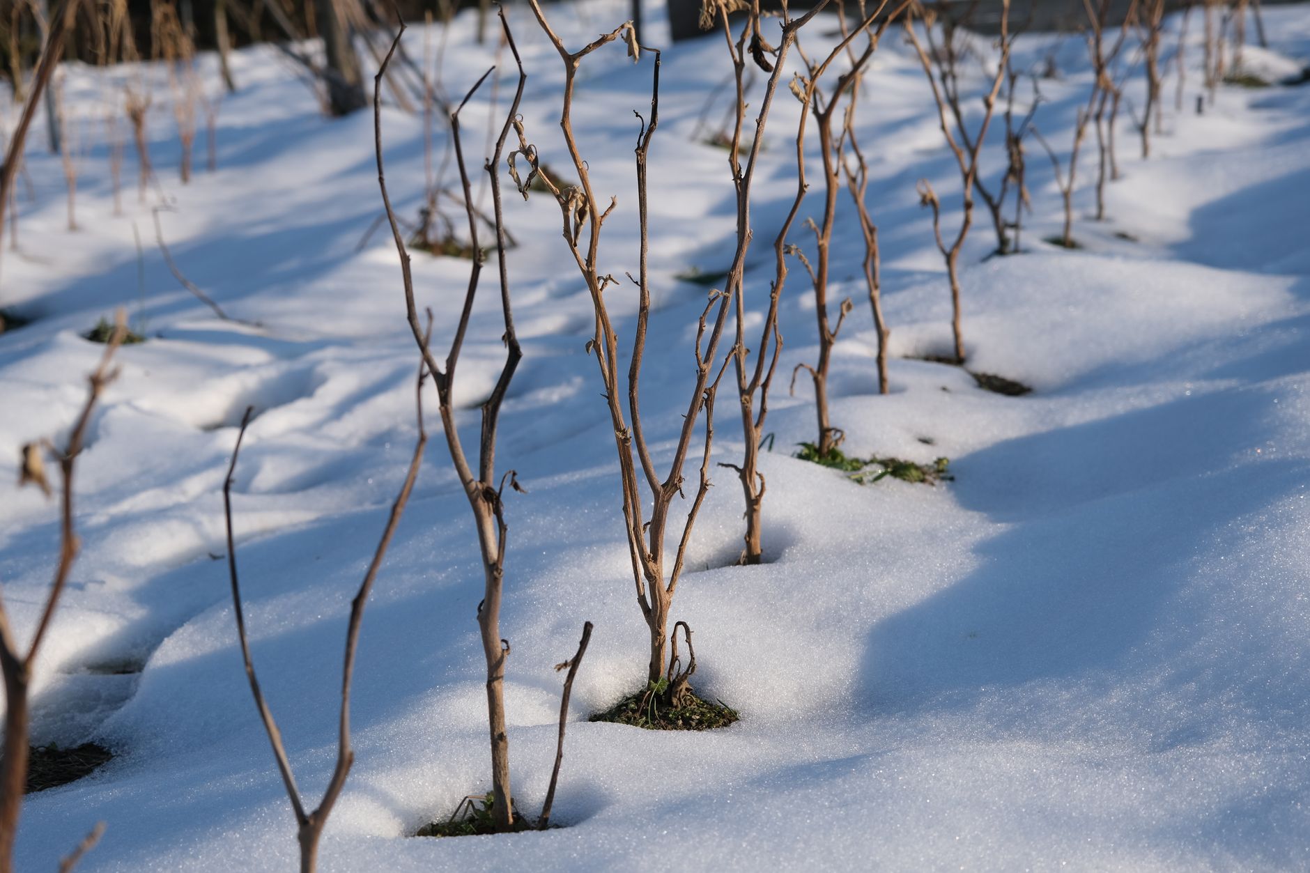 Overwintering