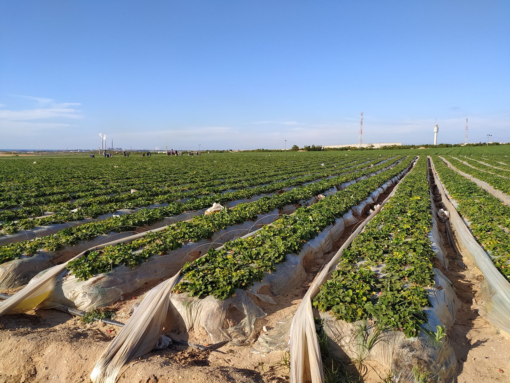 Watering and mulching