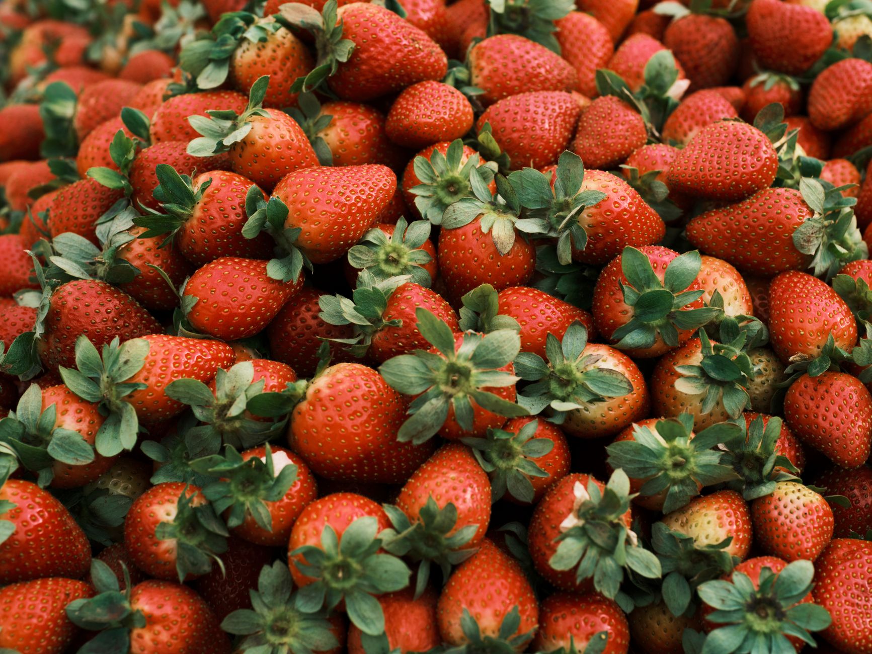 Strawberry pest protection