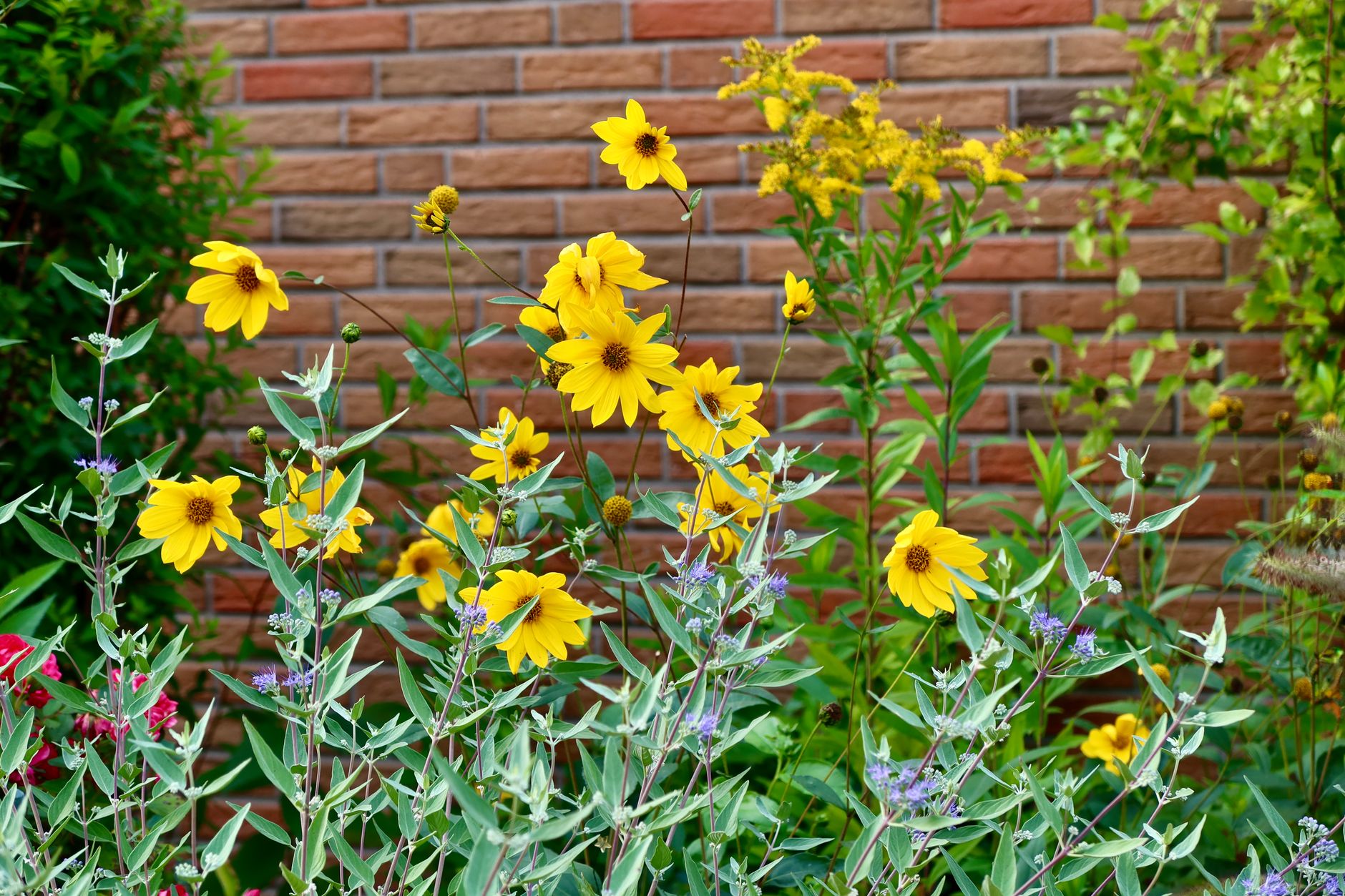 Sunflower varieties