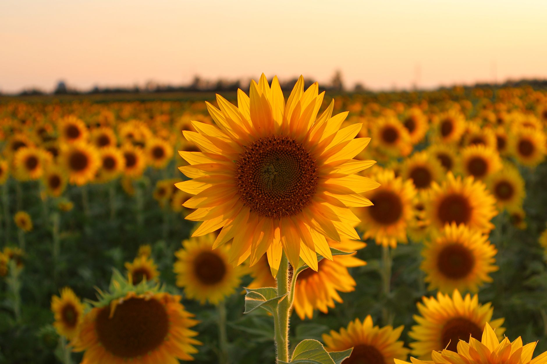 Sunflower planting site
