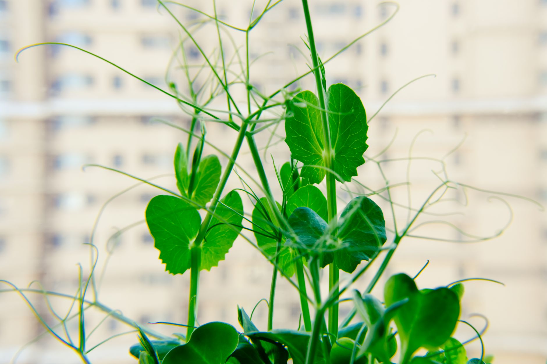 Sweet pea varieties