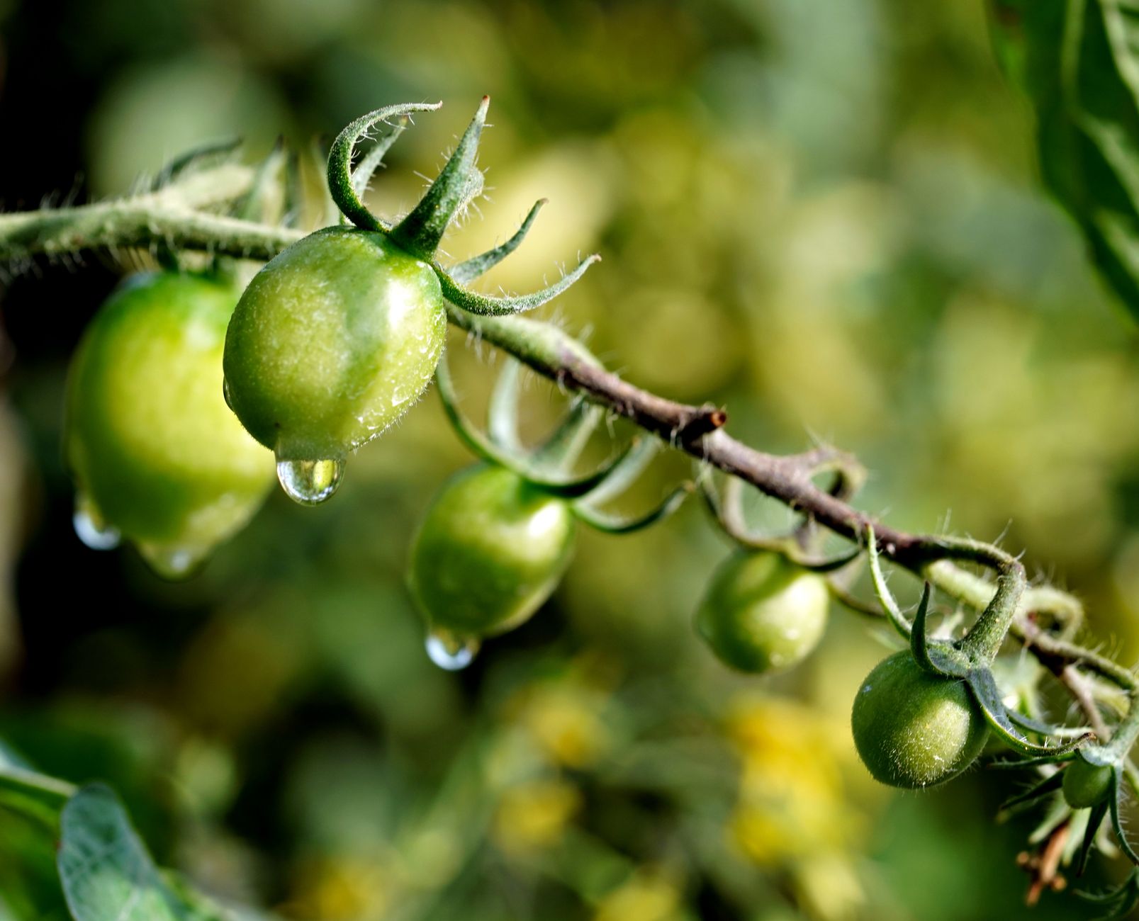 Watering a container tomato plant