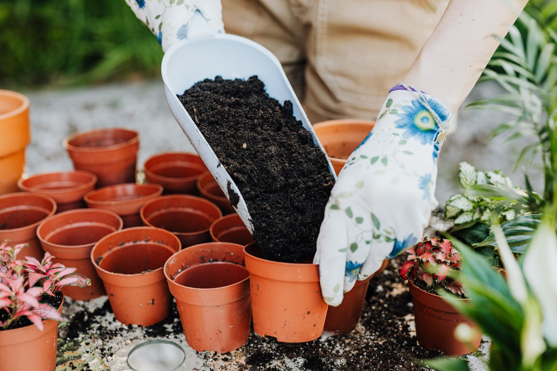 Fertilizing a container tomato plant