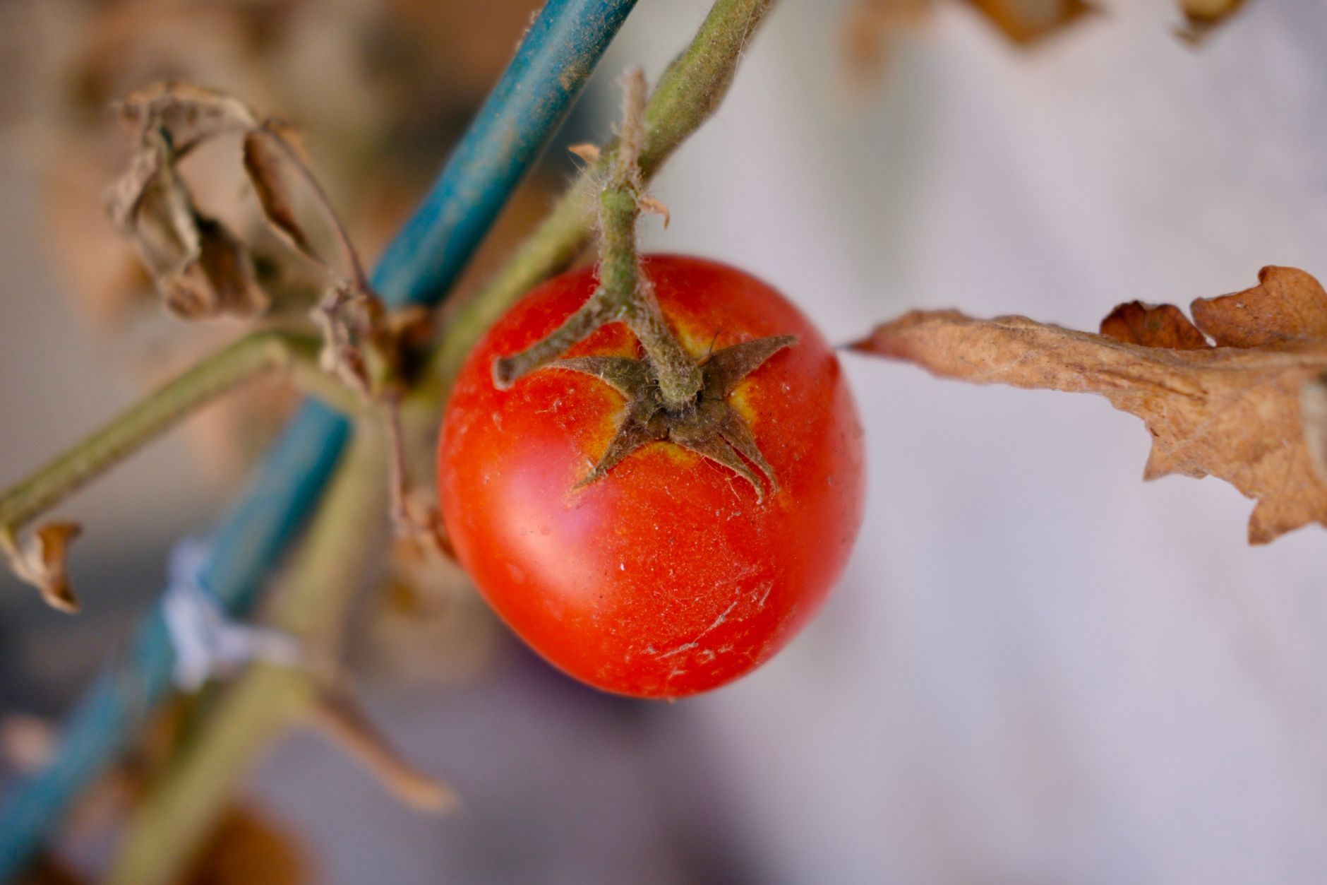Staked tomato in a container