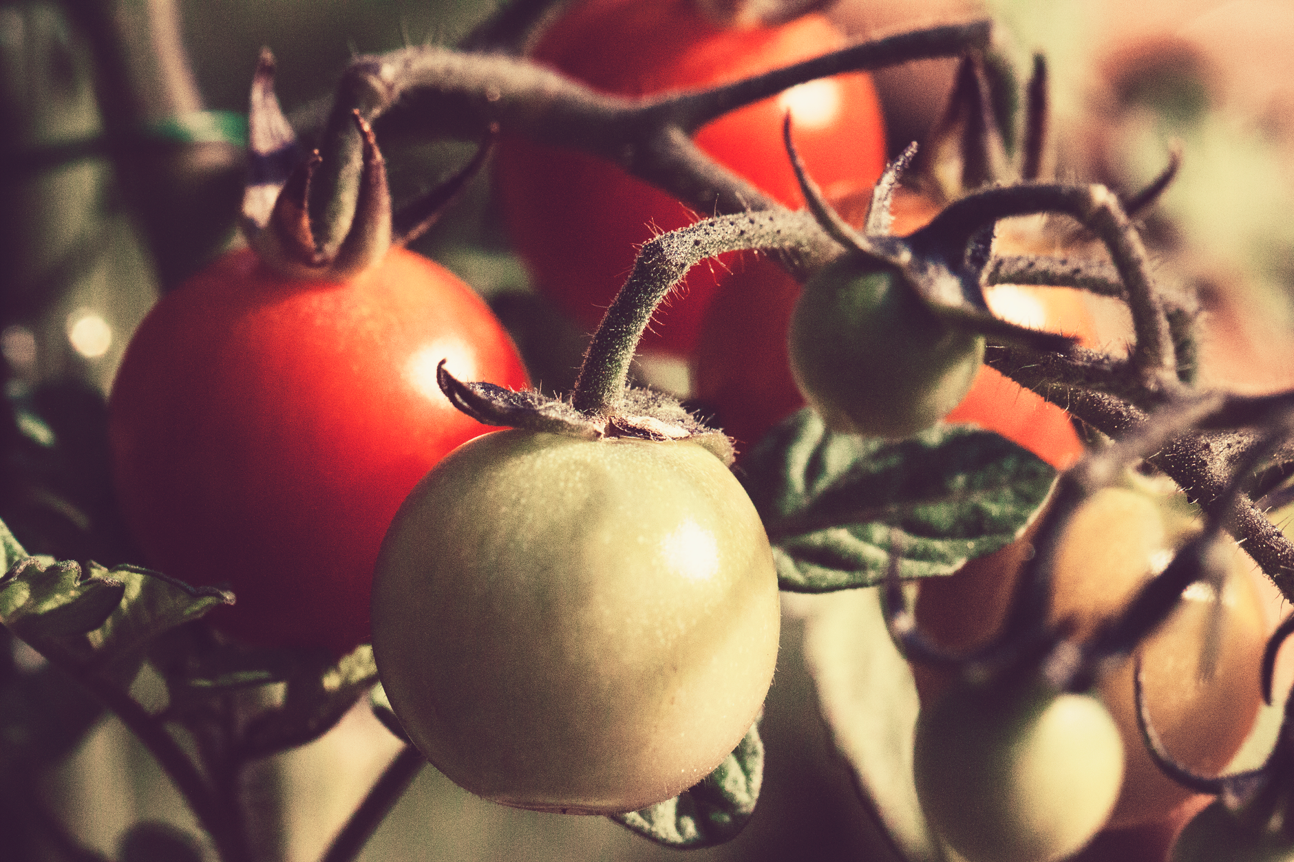 Container tomatoes in different climates