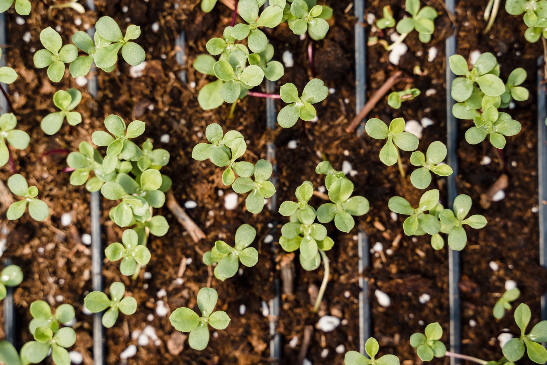 Tomato seedlings under grow lights