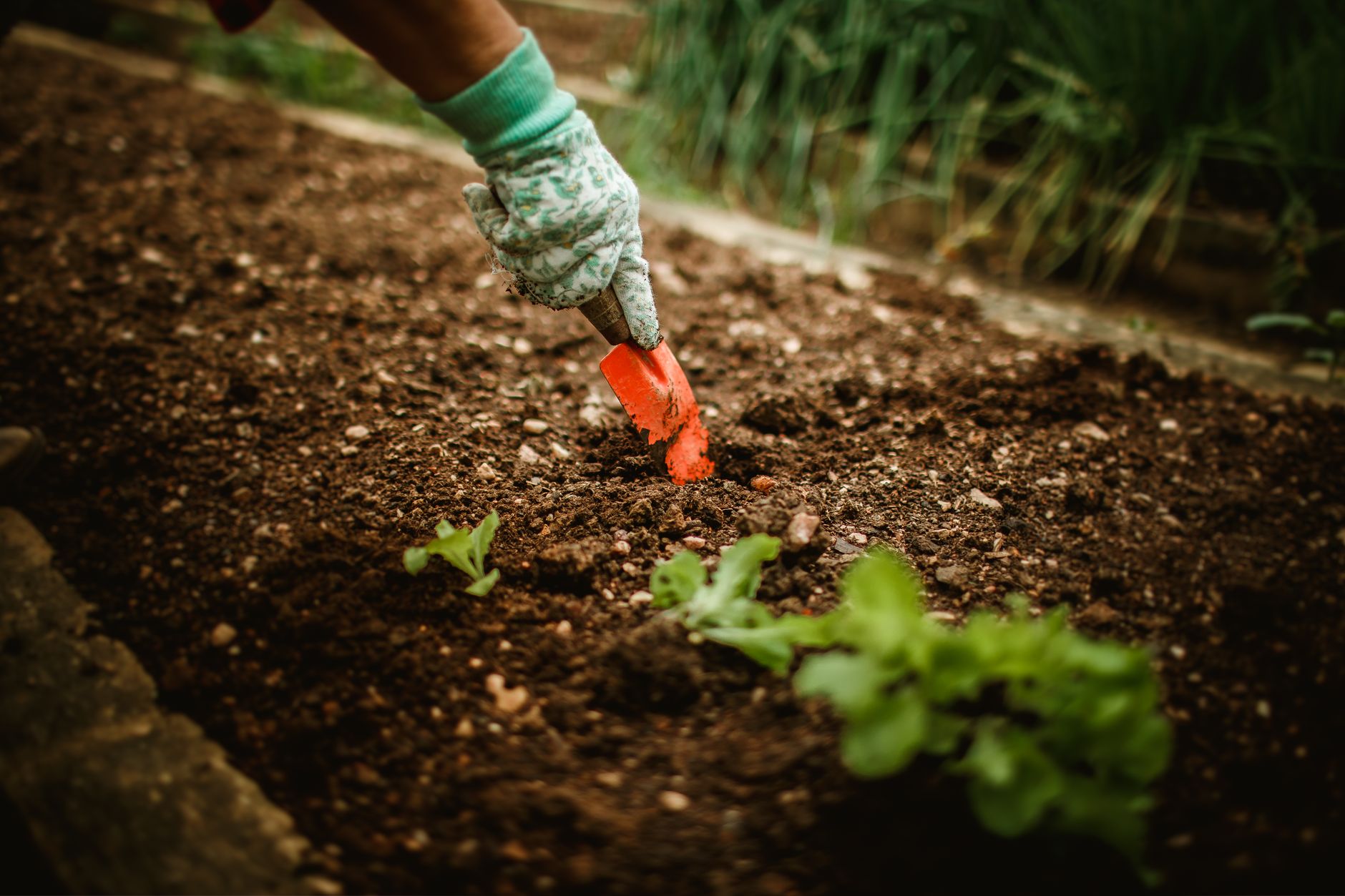 Gardener amending soil with compost