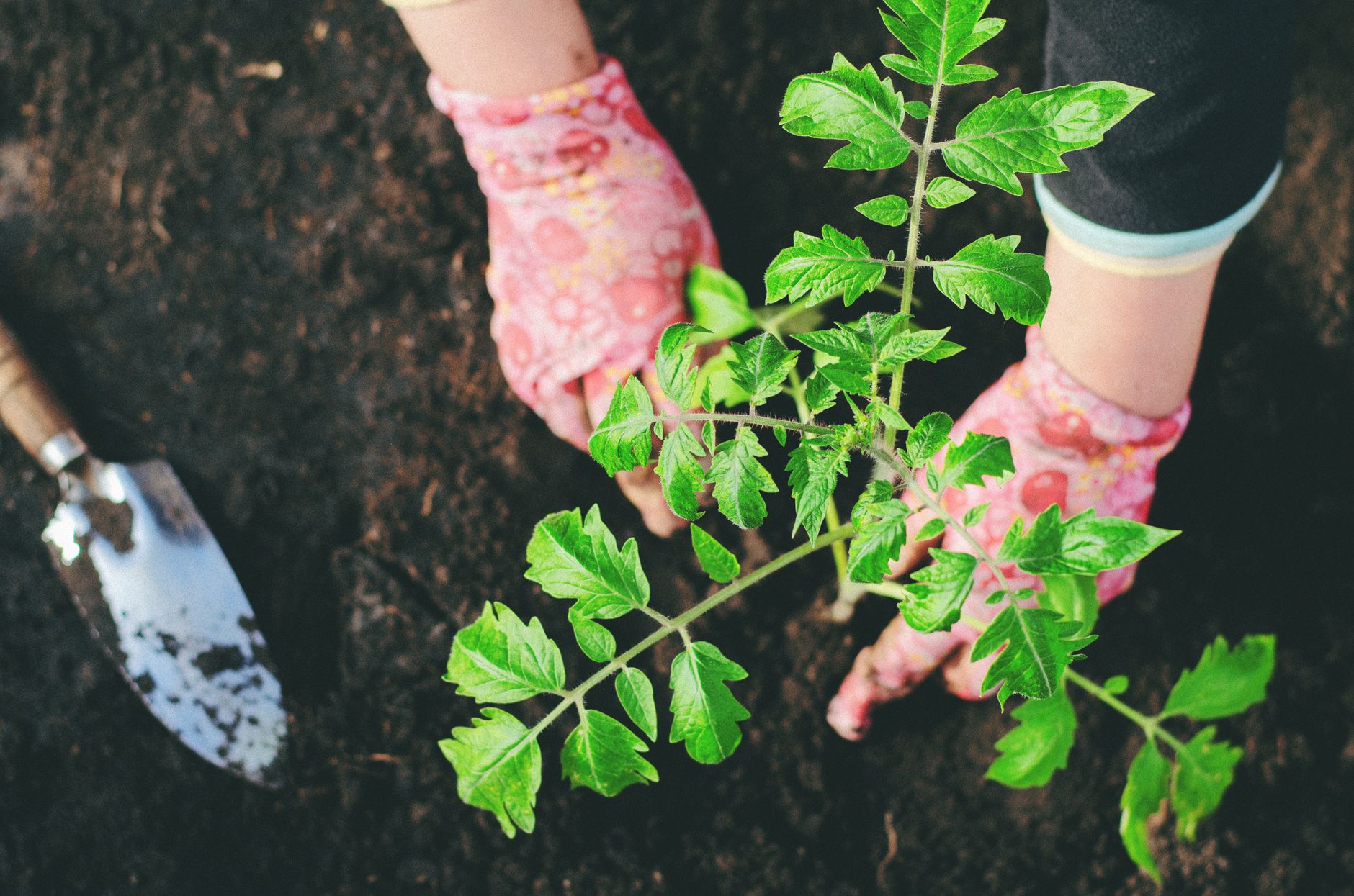 Hands transplanting a tomato seedling