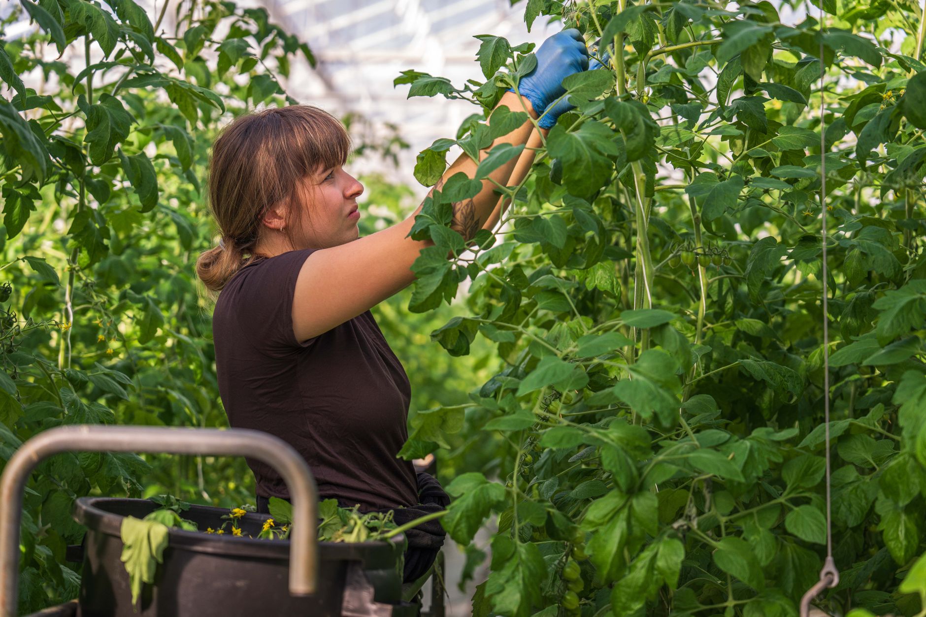 Pruning suckers from a tomato plant