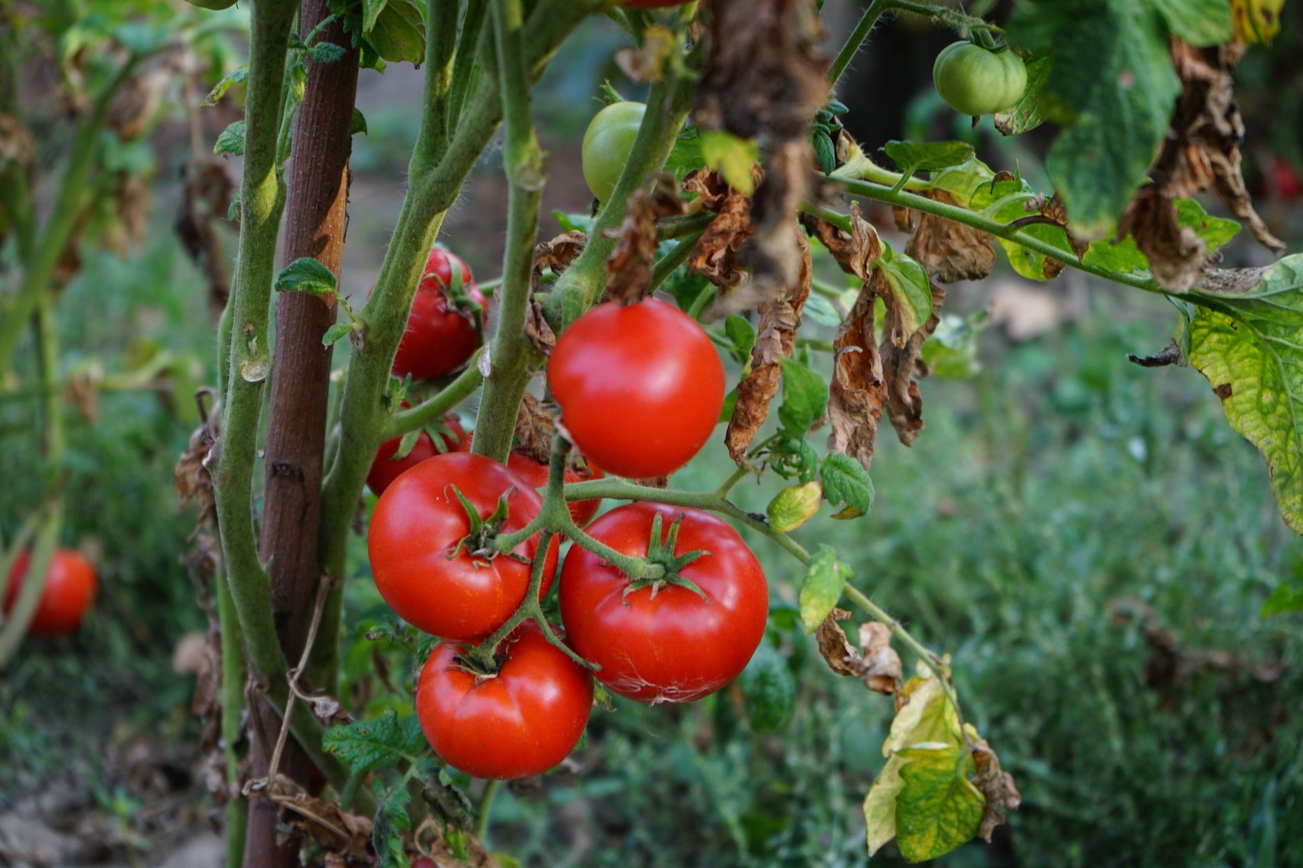 Harvesting a ripe tomato into a basket
