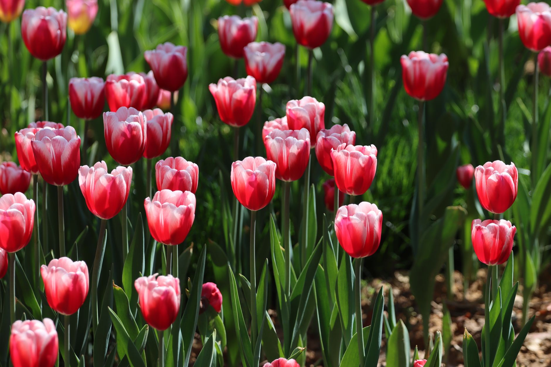 Tulip varieties