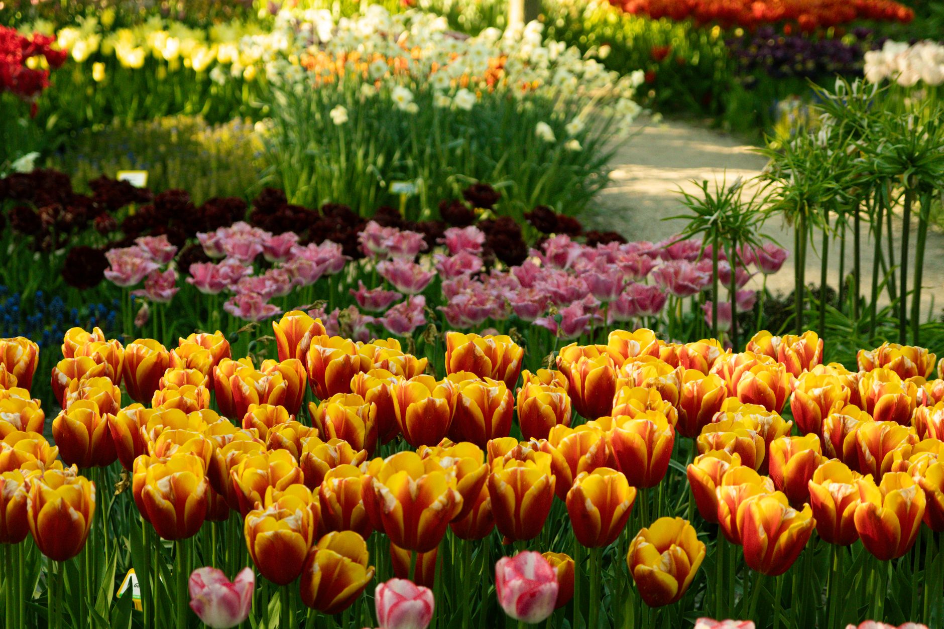 Tulip planting site