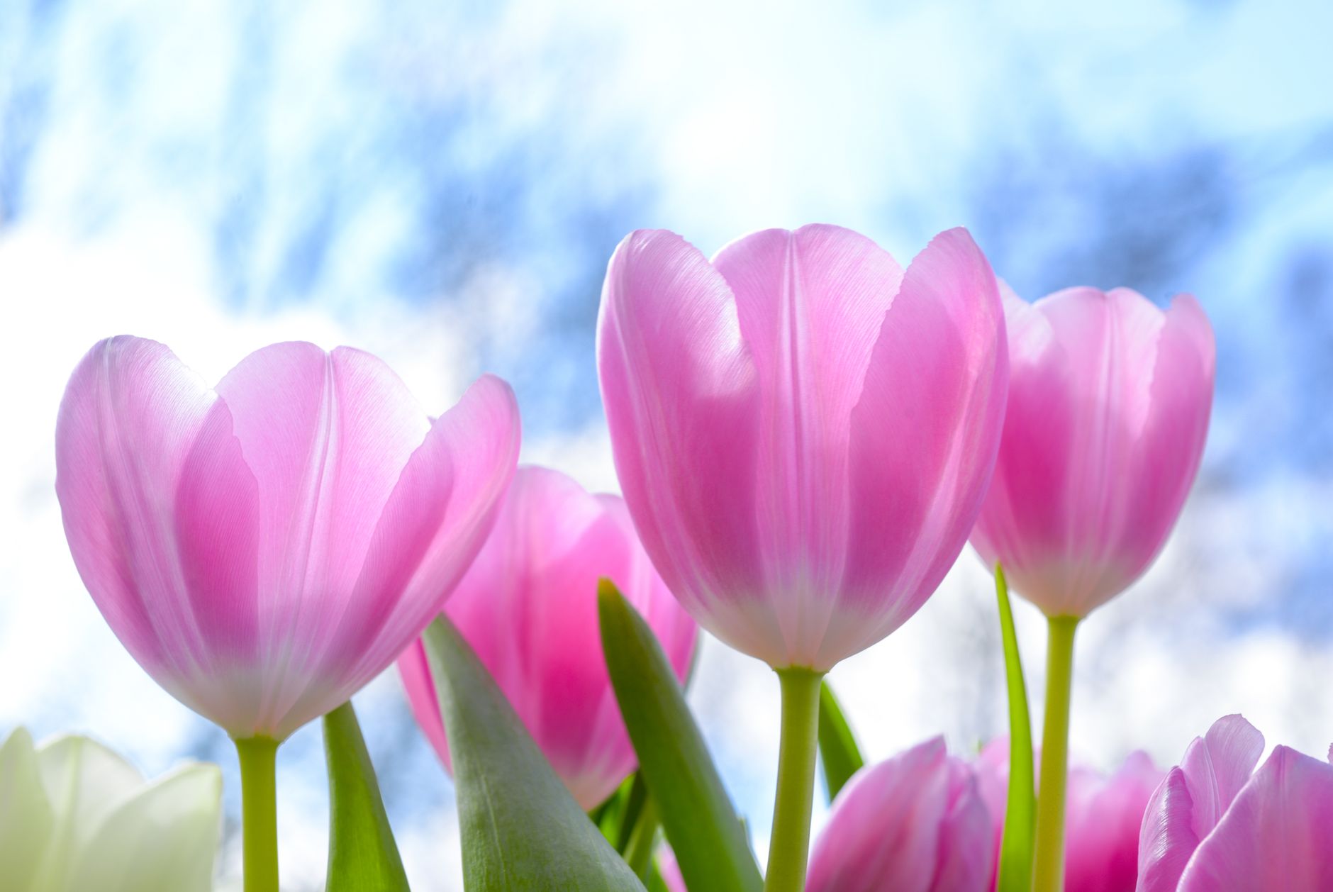 Planting tulips