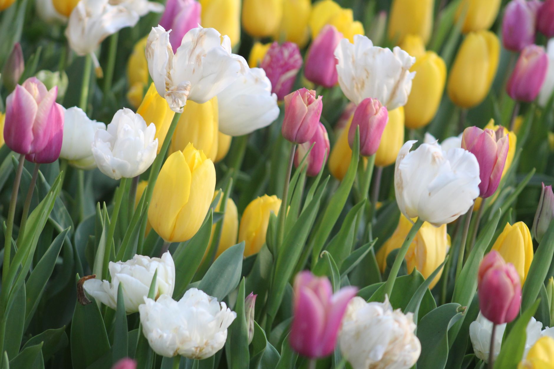 Deadheading