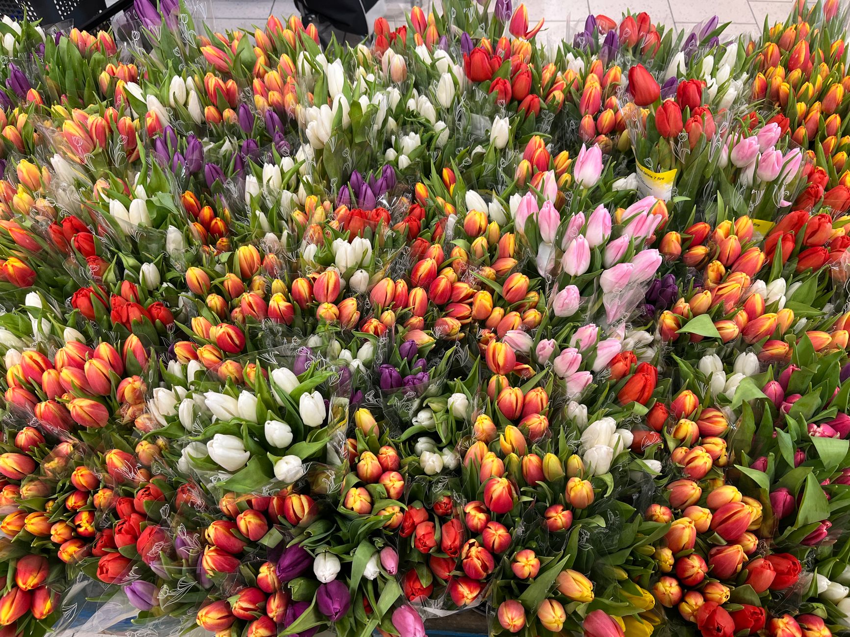 Storing bulbs