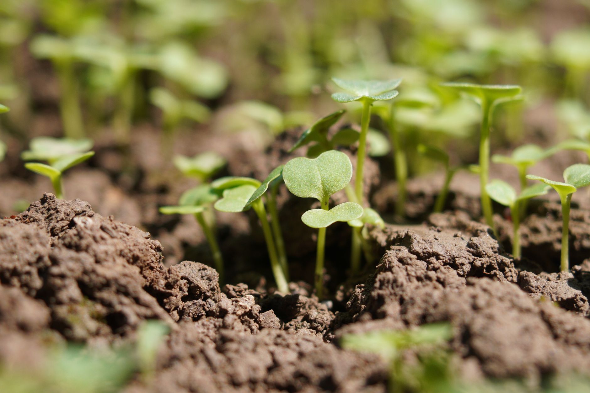 Turnip seedlings in cool weather