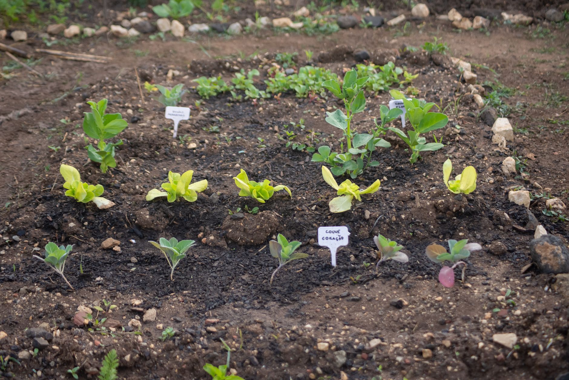 Thinning turnip seedlings