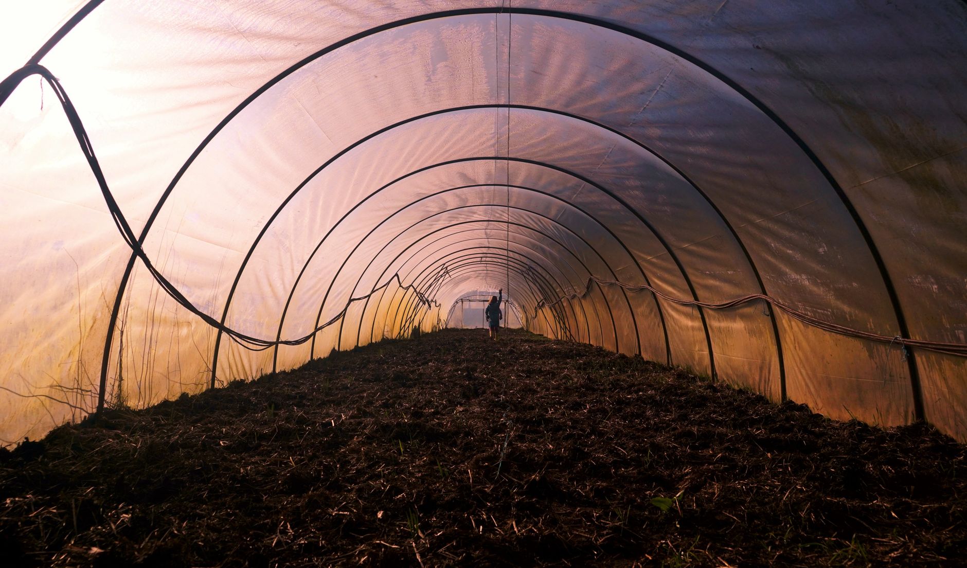 Row cover protecting turnips
