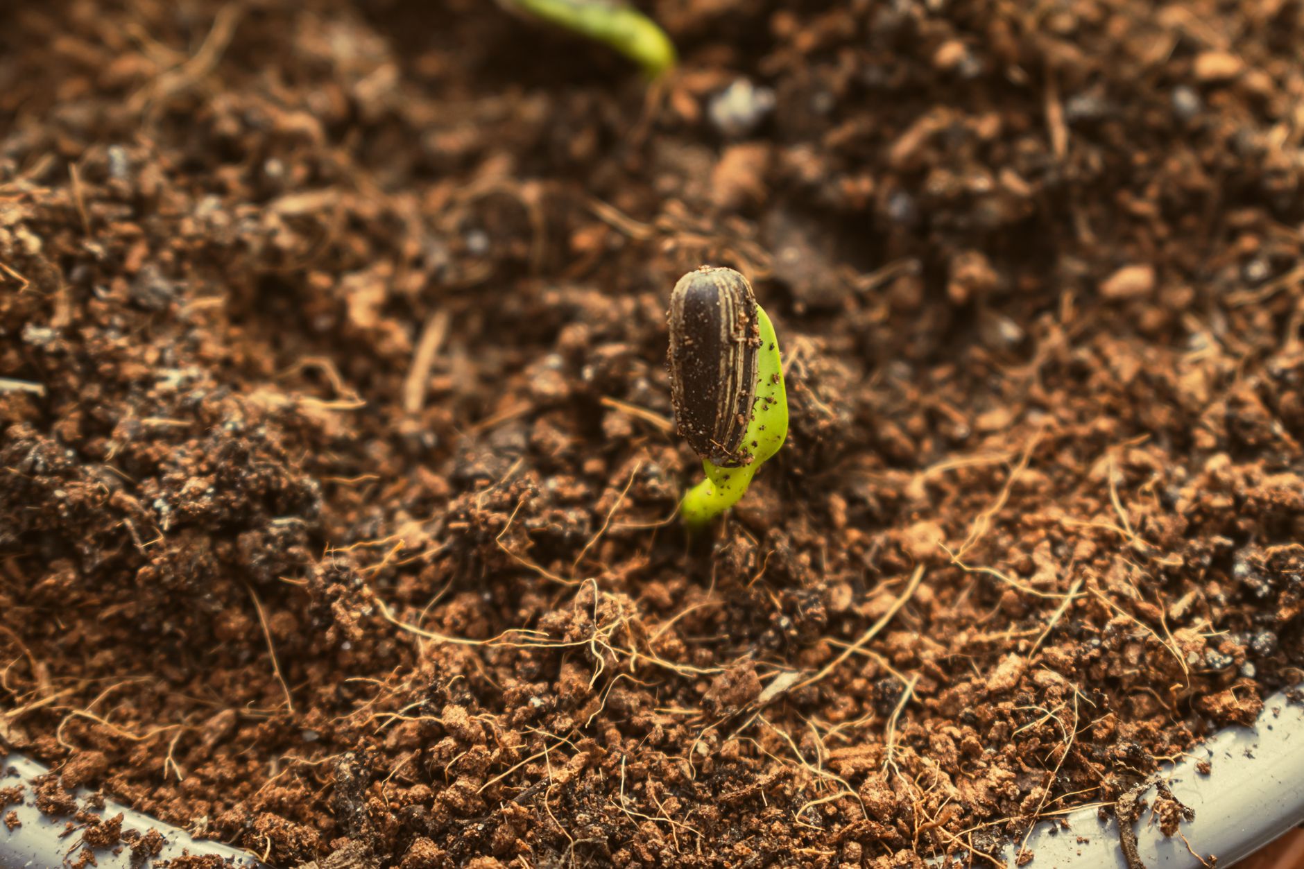 Watermelon seedlings in warm soil