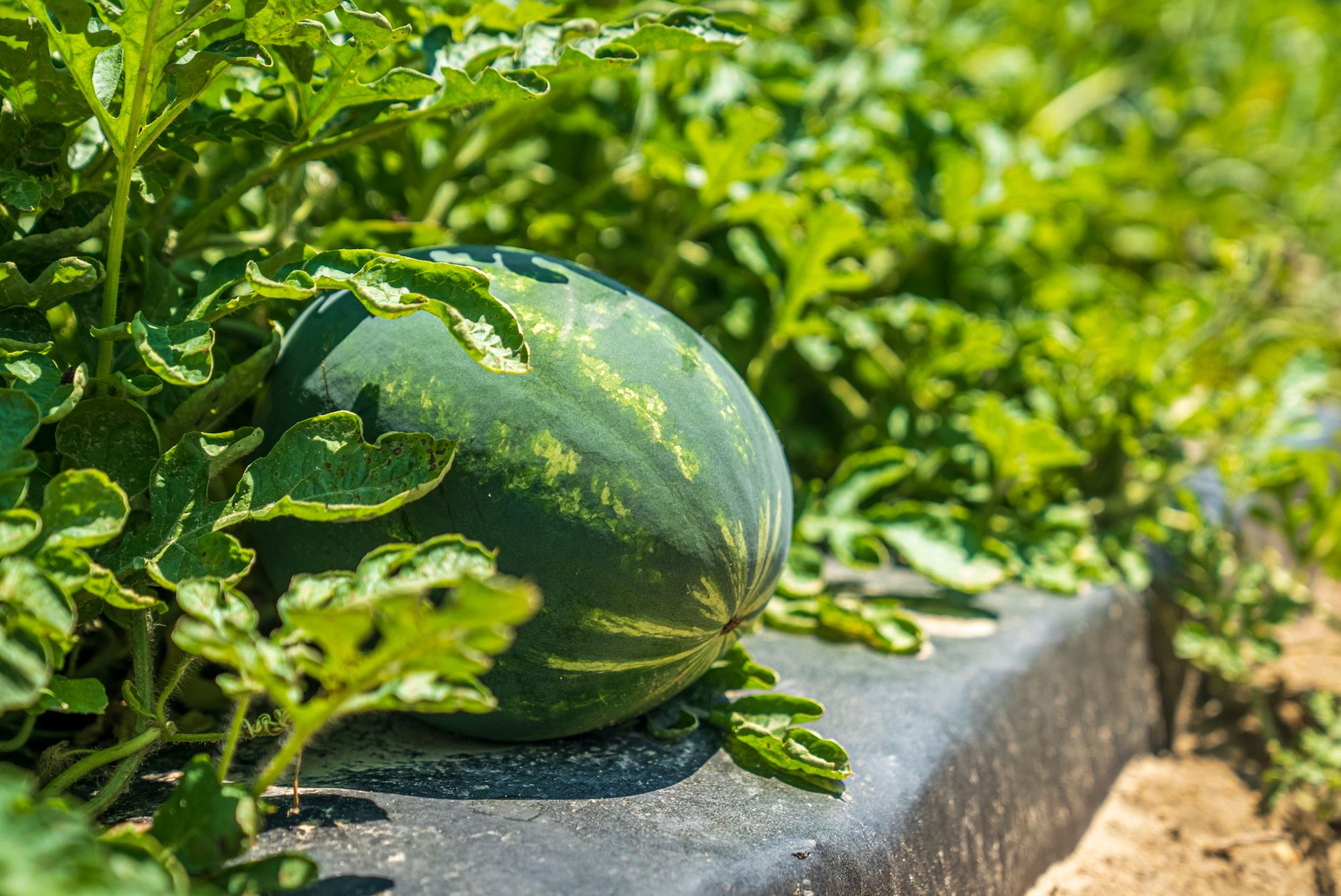 Watermelon resting on straw mulch