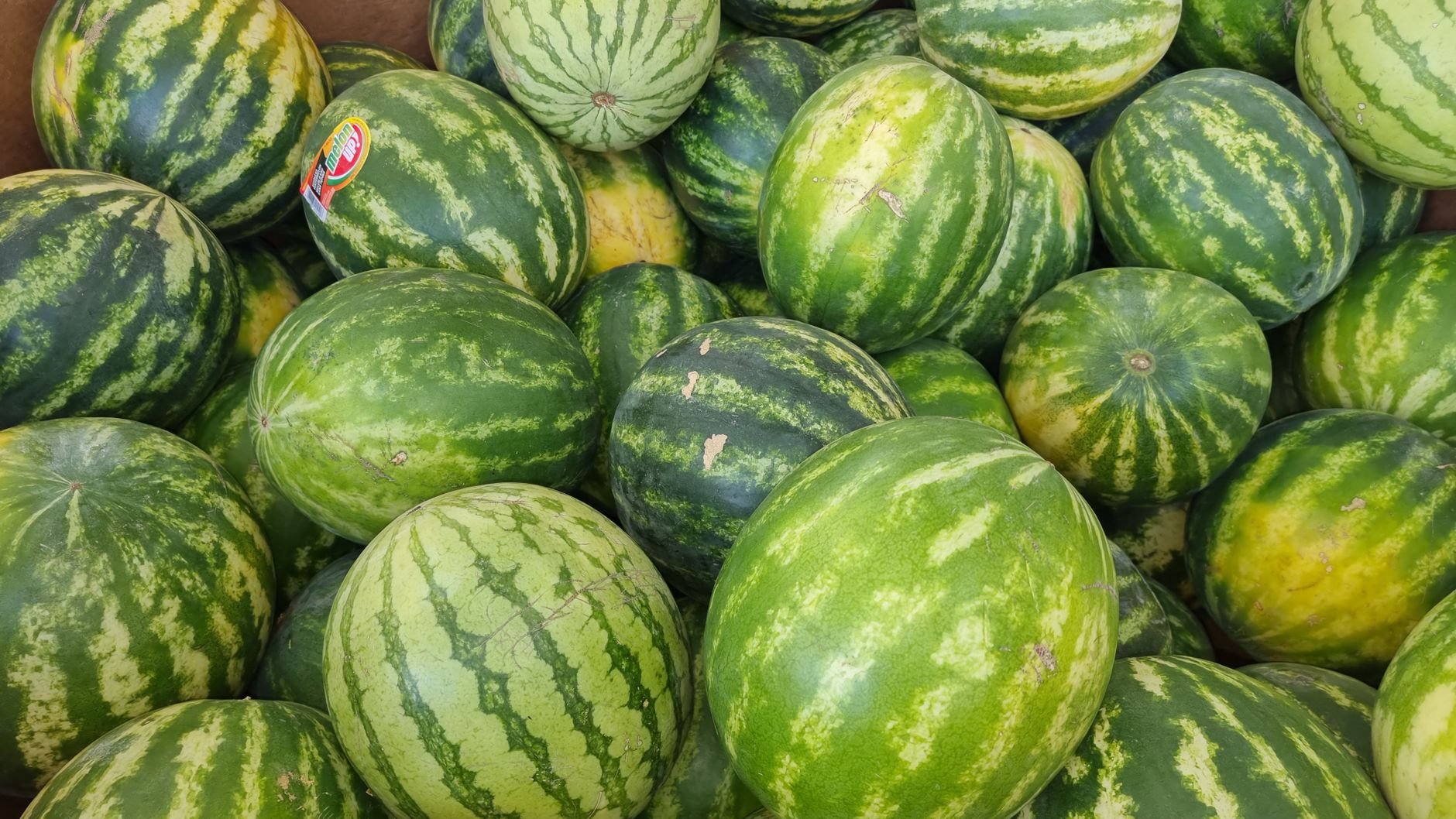 Checking watermelon ripeness signs