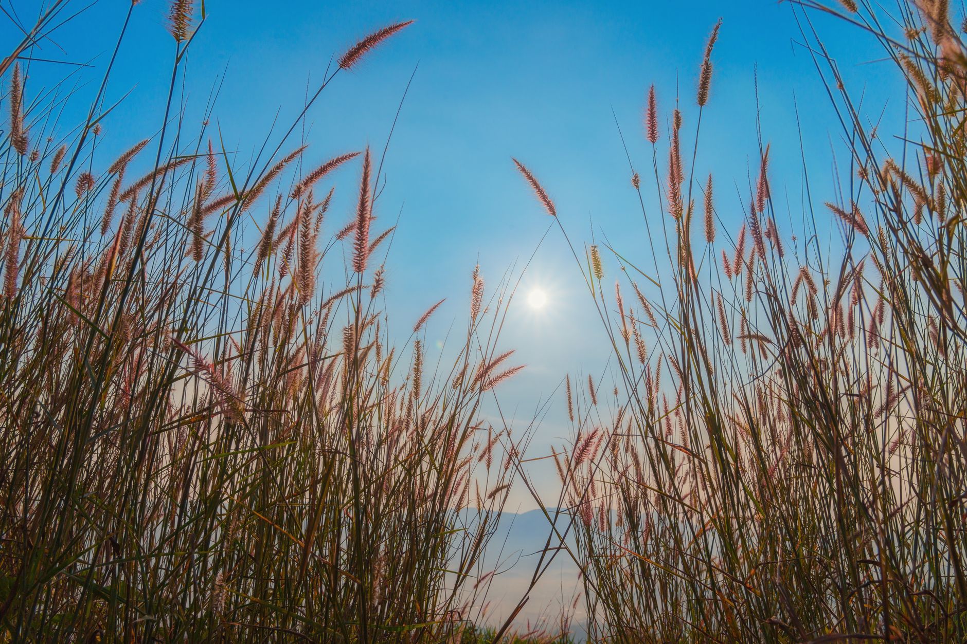 Wheatgrass seeds