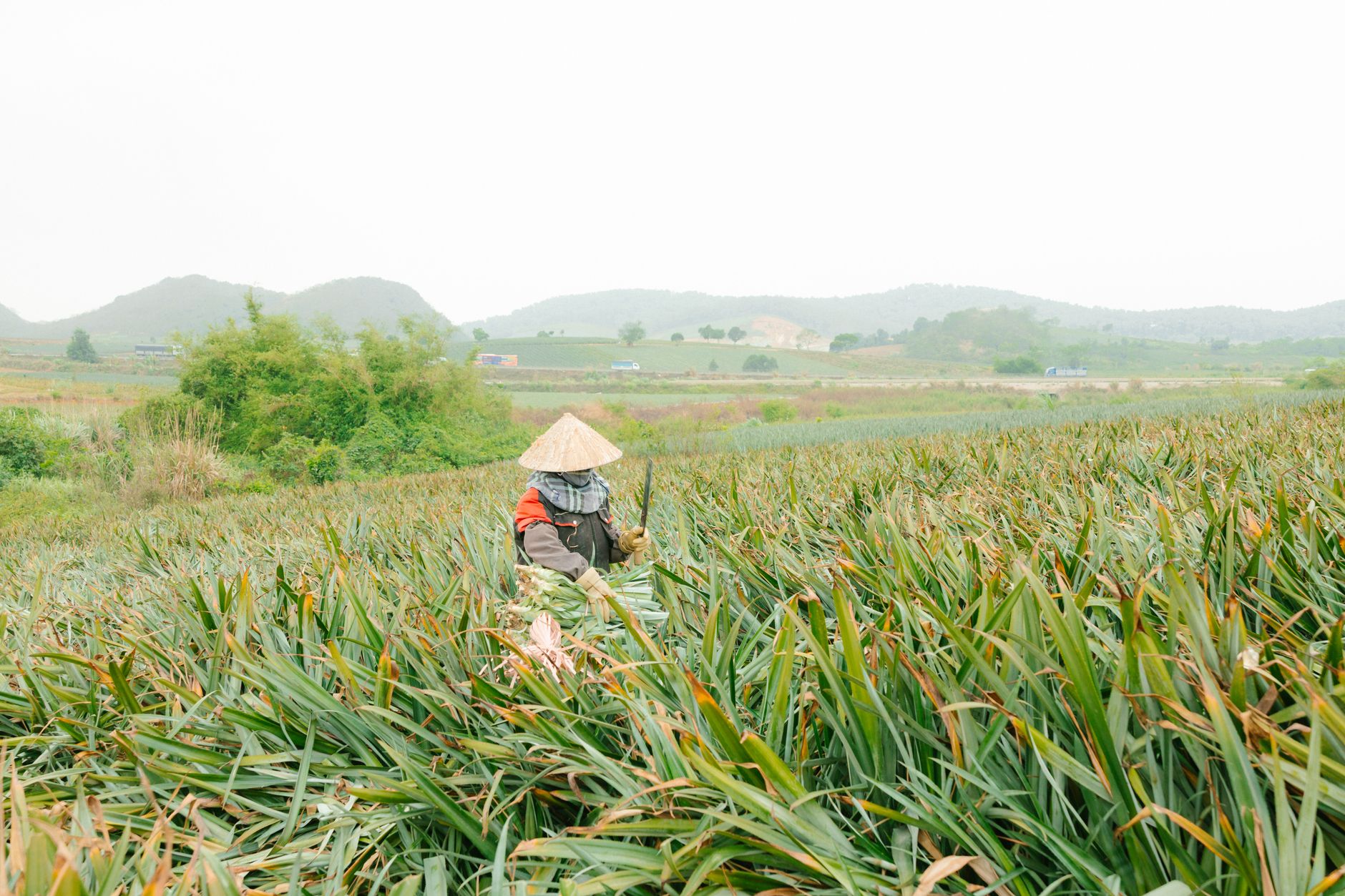 Harvesting