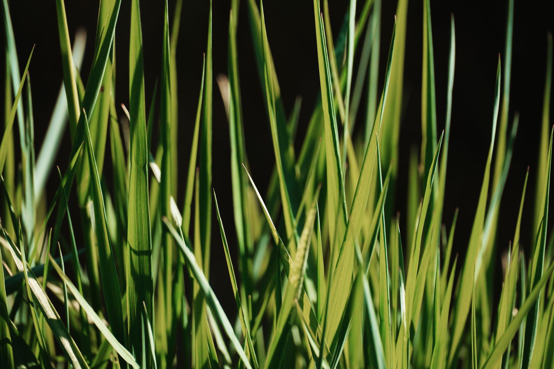 Wheatgrass troubleshooting