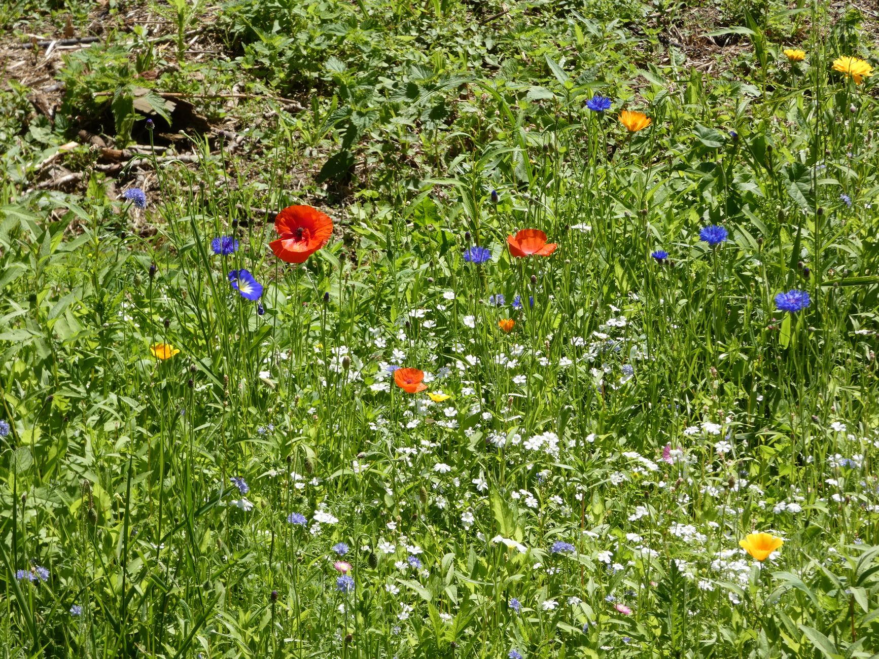 Wildflower location