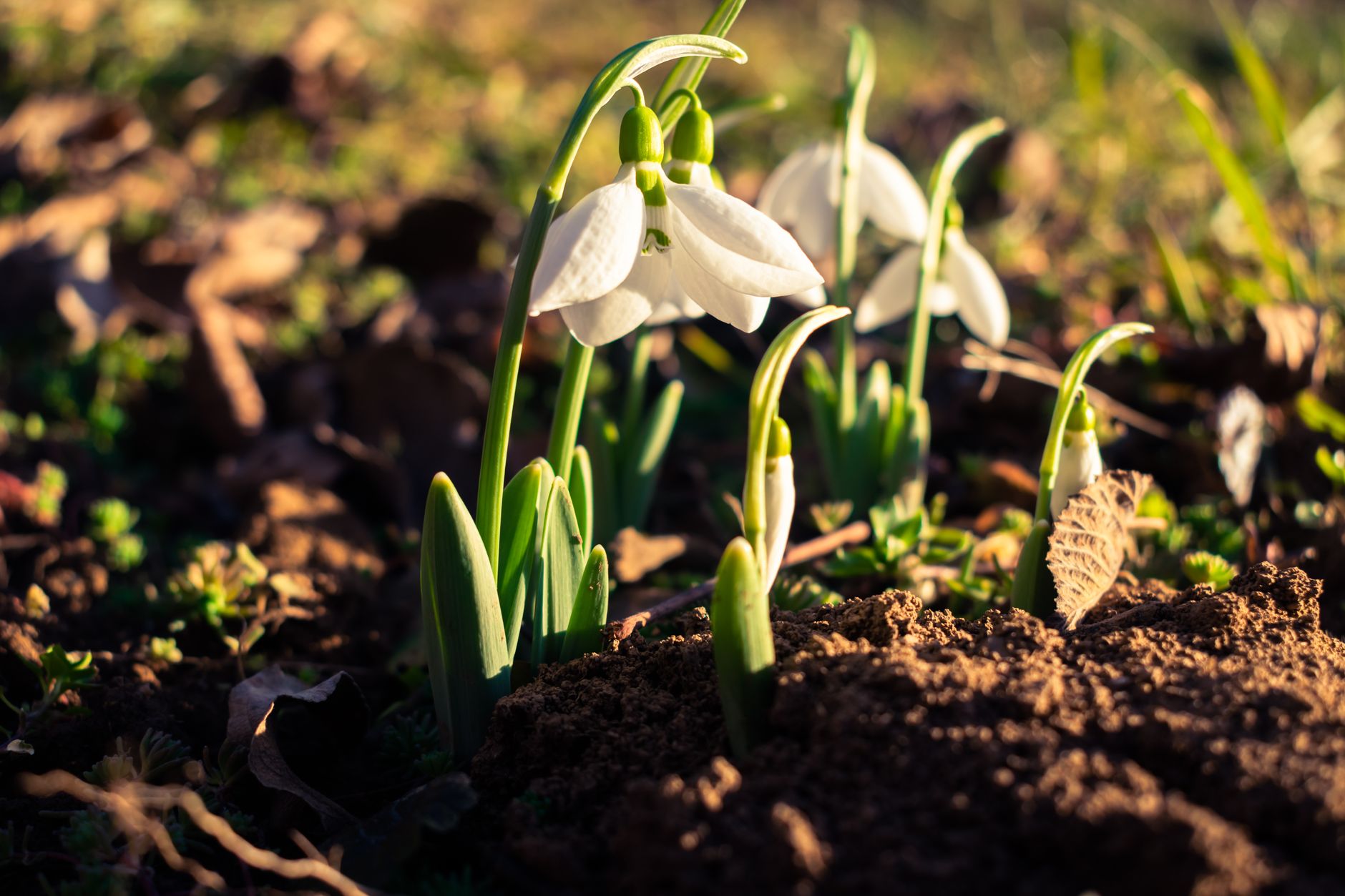 Soil preparation