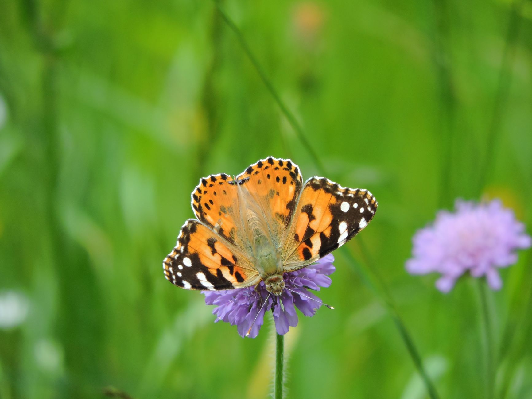 Pollinators