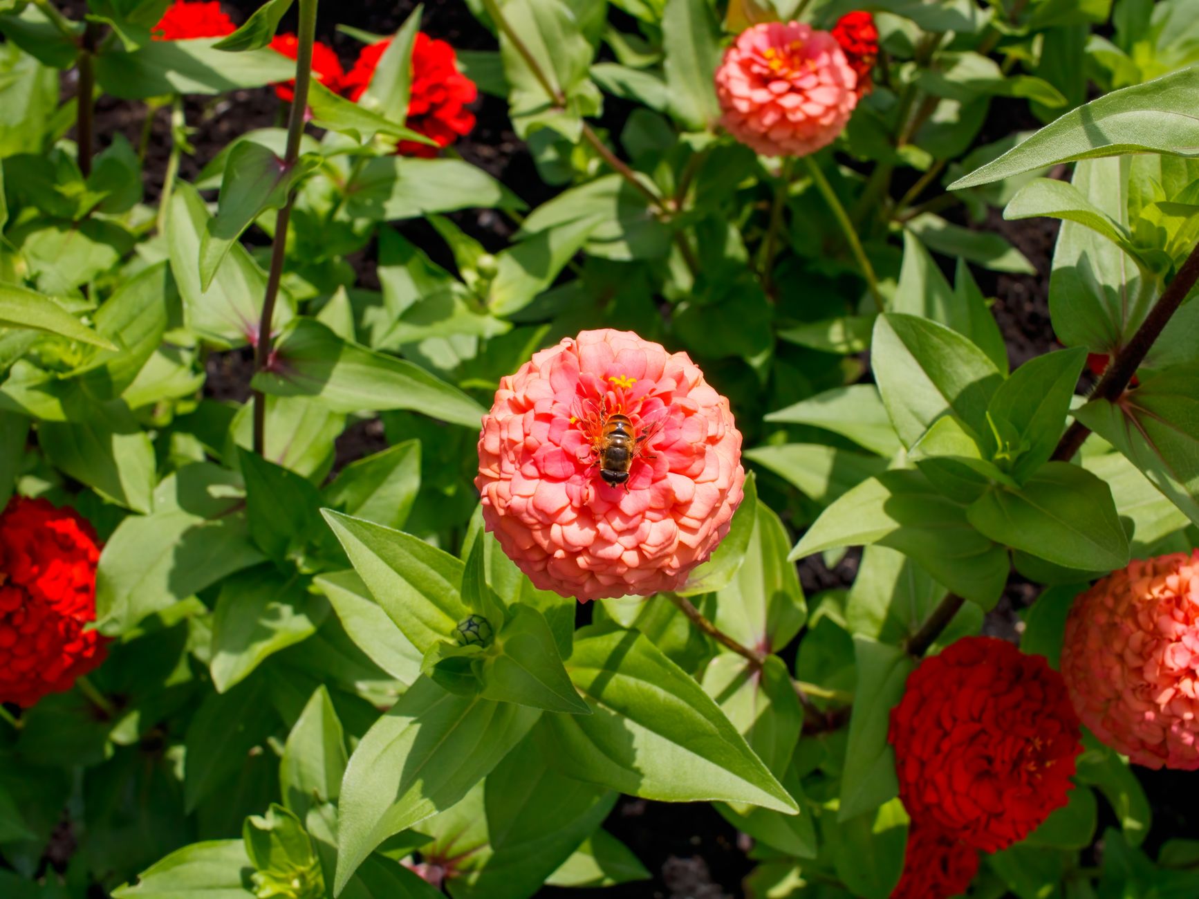 Zinnia planting site