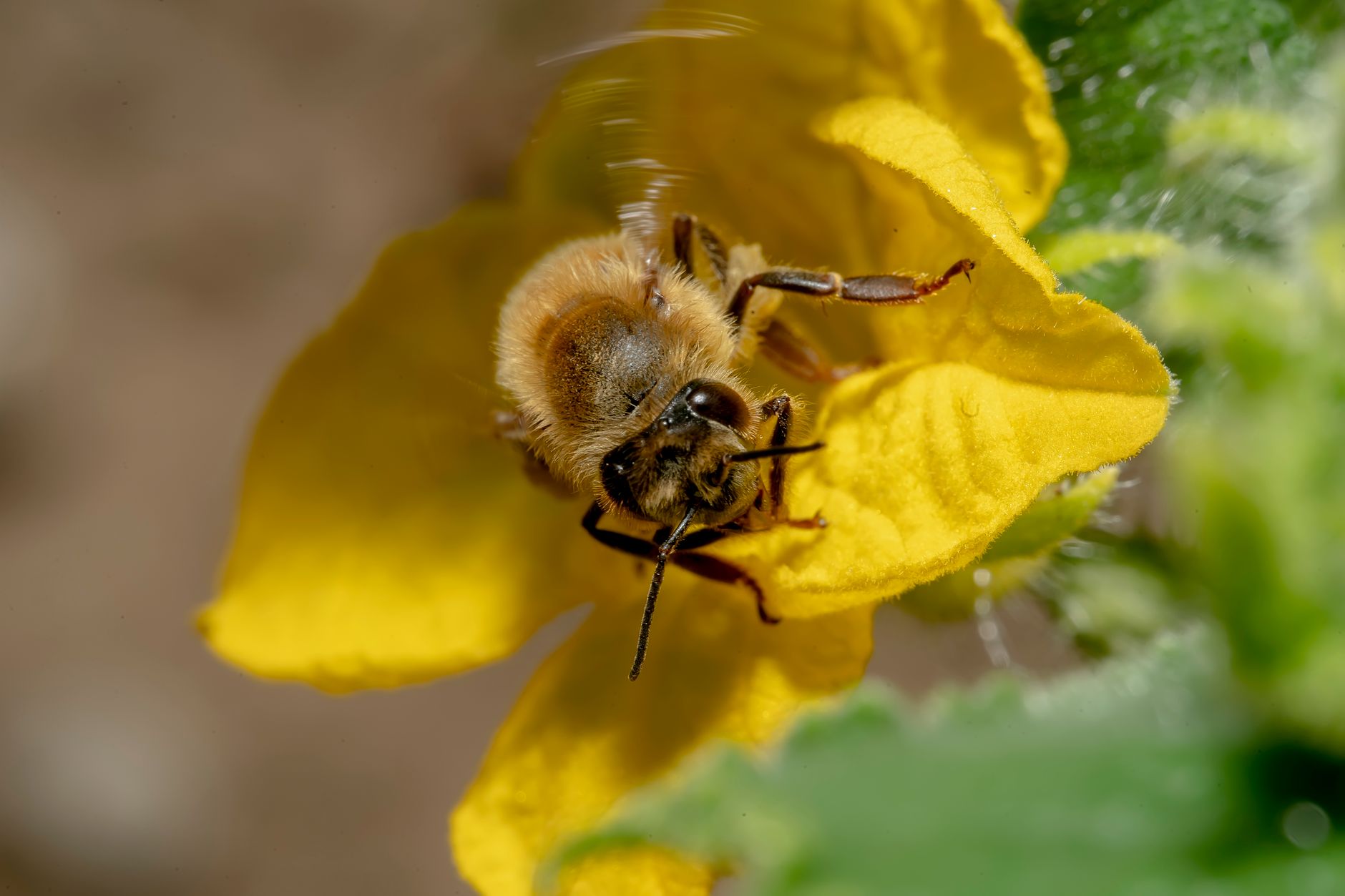 Bee pollinating a zucchini flower