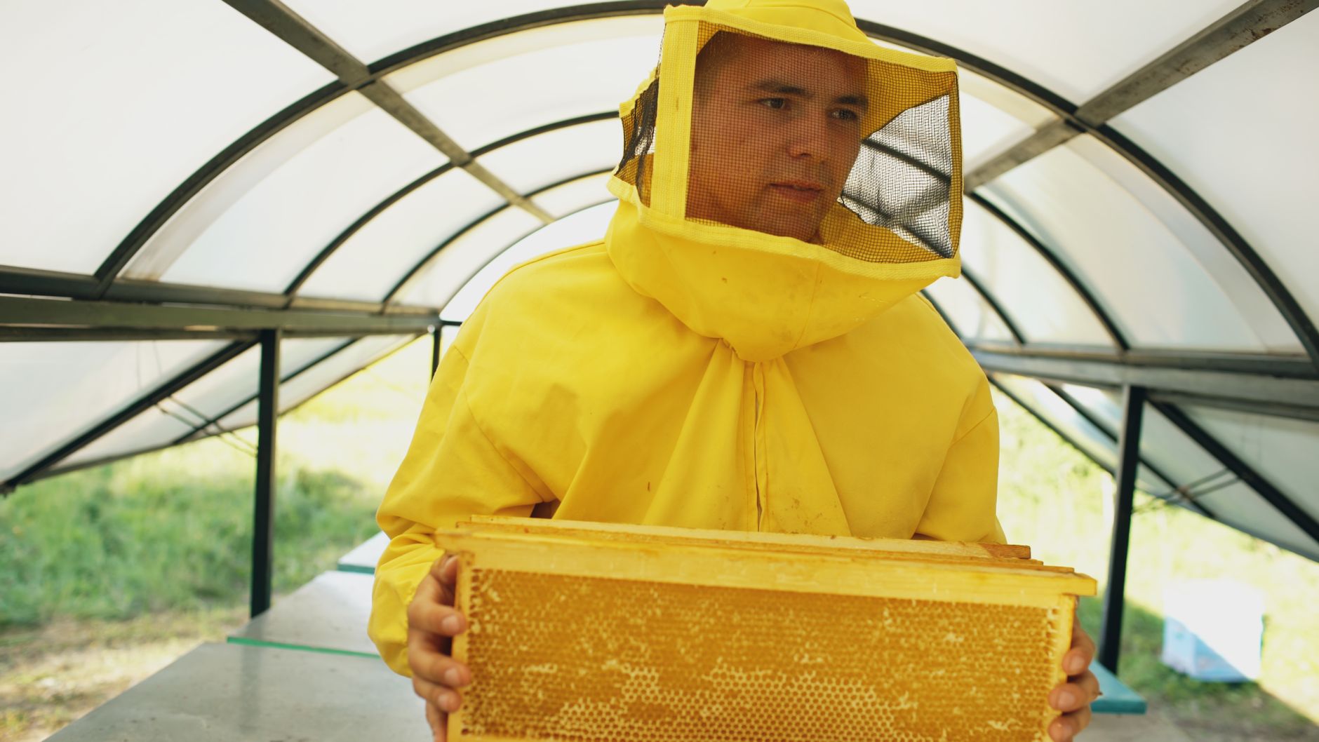 Capped honeycomb ready for harvest