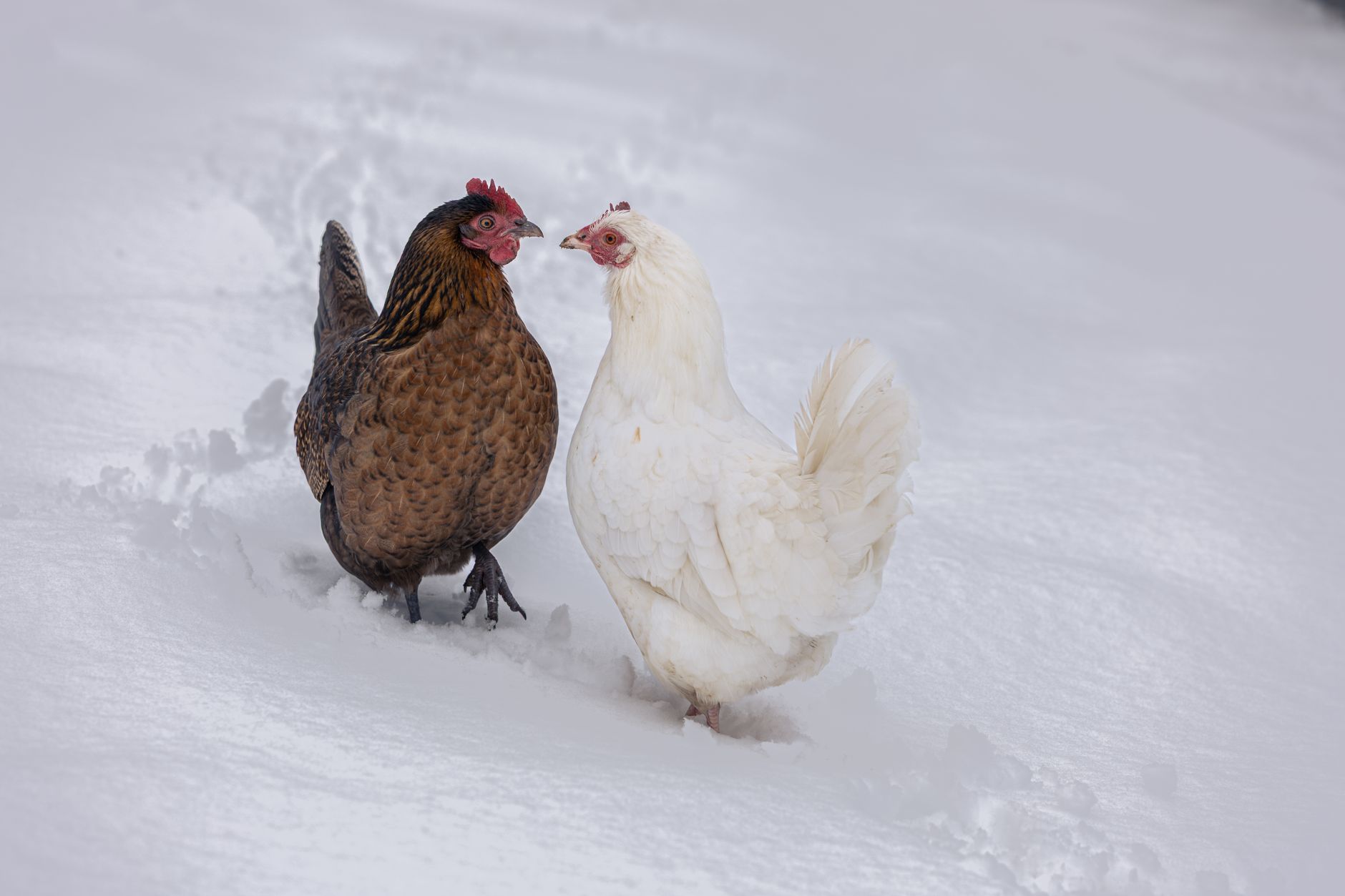 How to Keep Chickens Cool in Summer: Complete Heat Management Guide