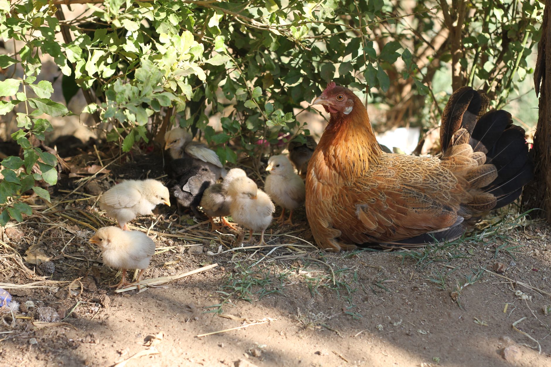 Shade for chickens