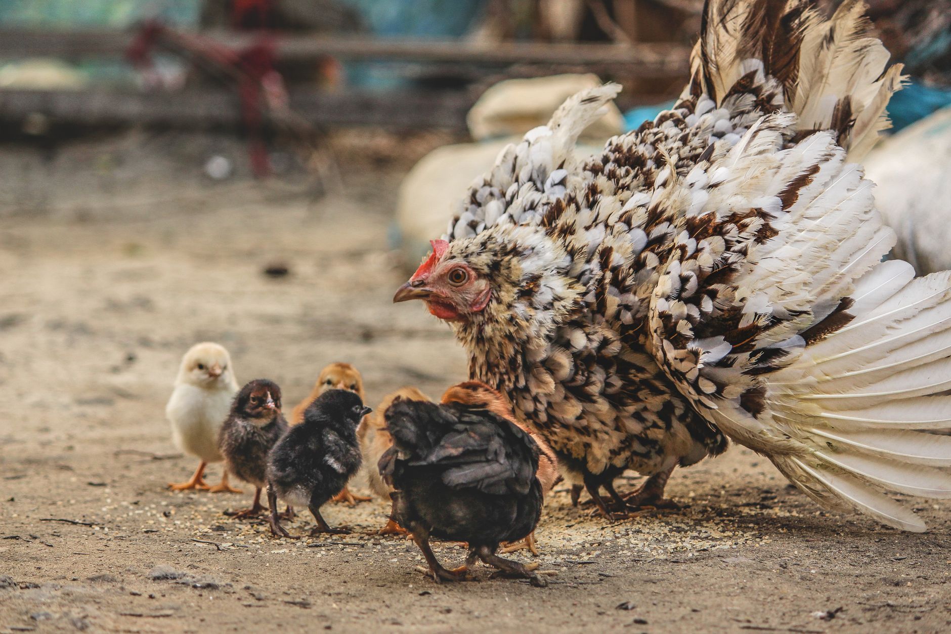 Feeding schedule