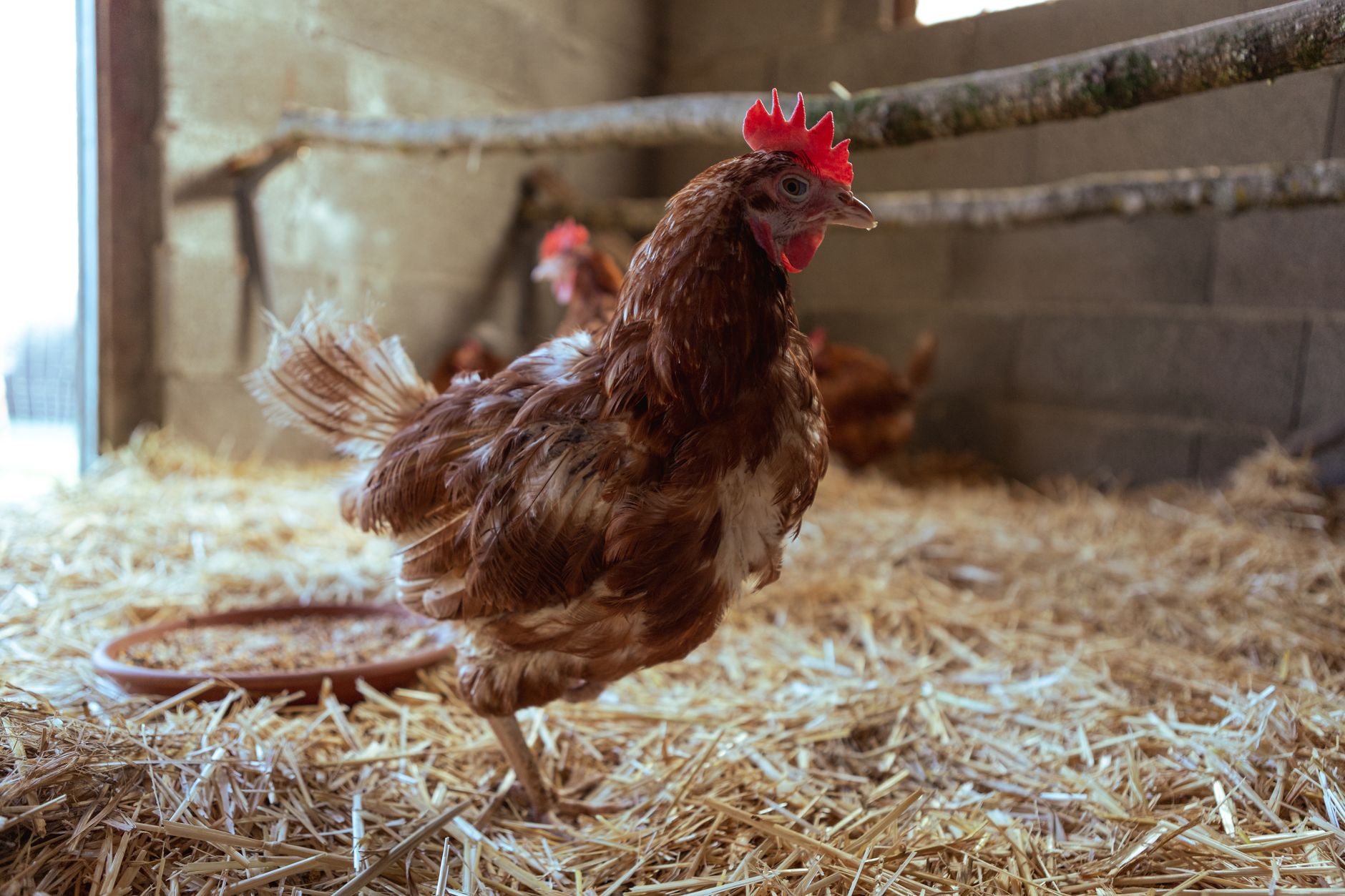 Dry coop in winter
