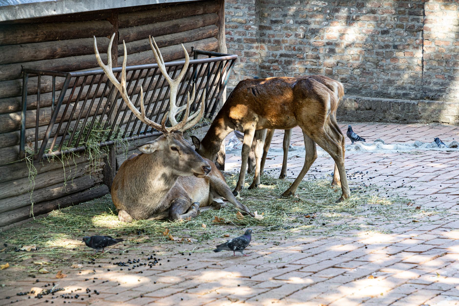 Deer behavior