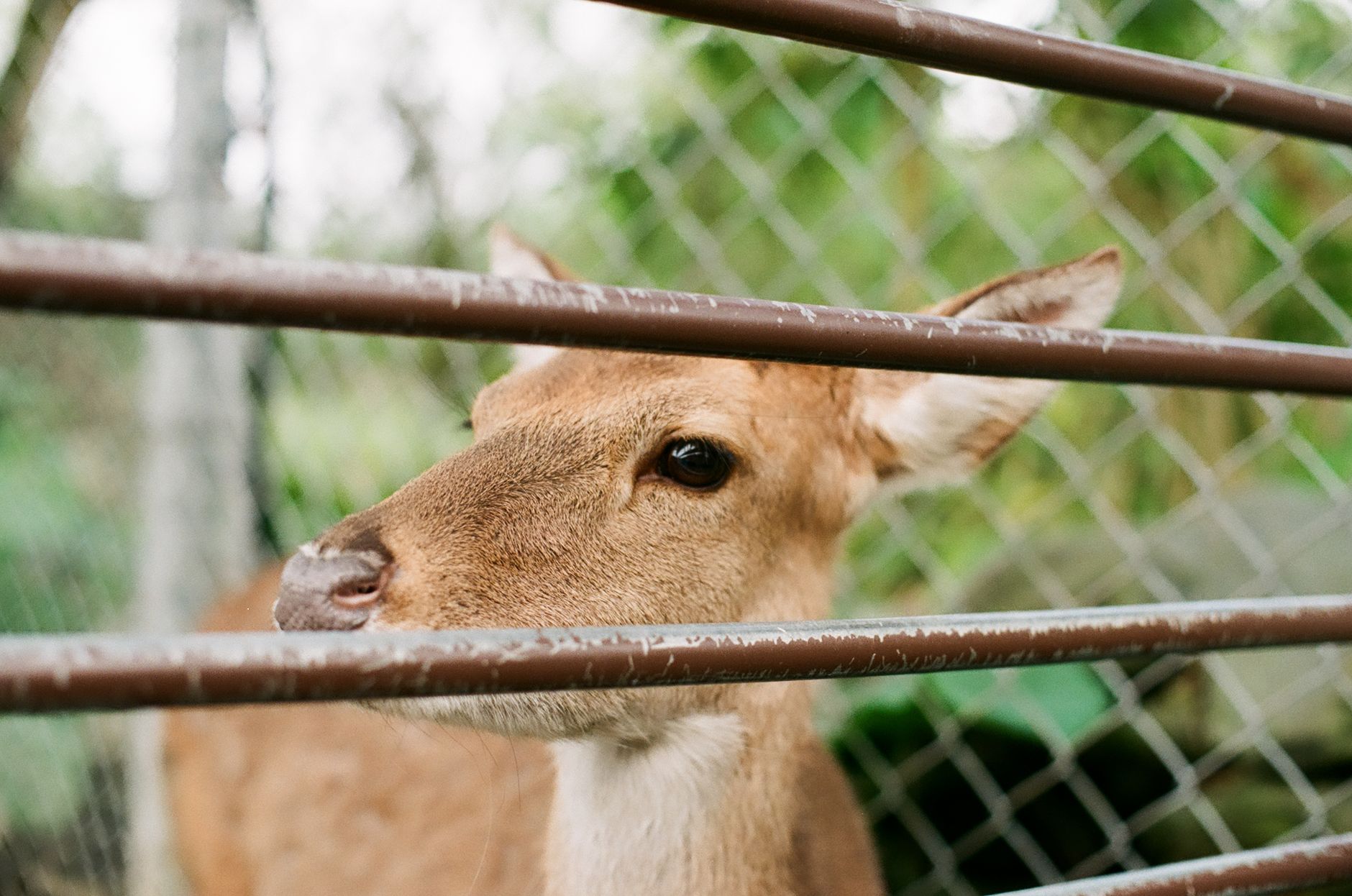 Deer fencing