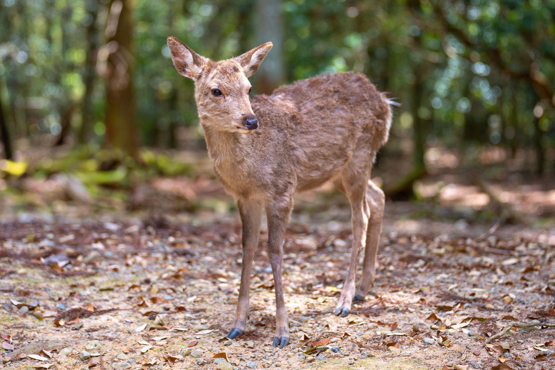 Deer repellents