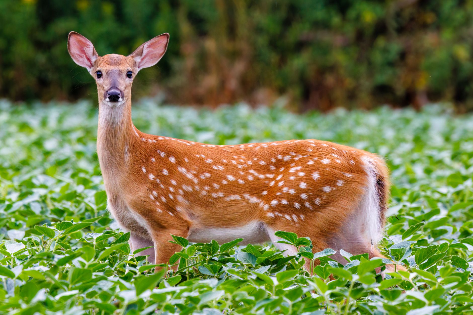 Deer-resistant plants