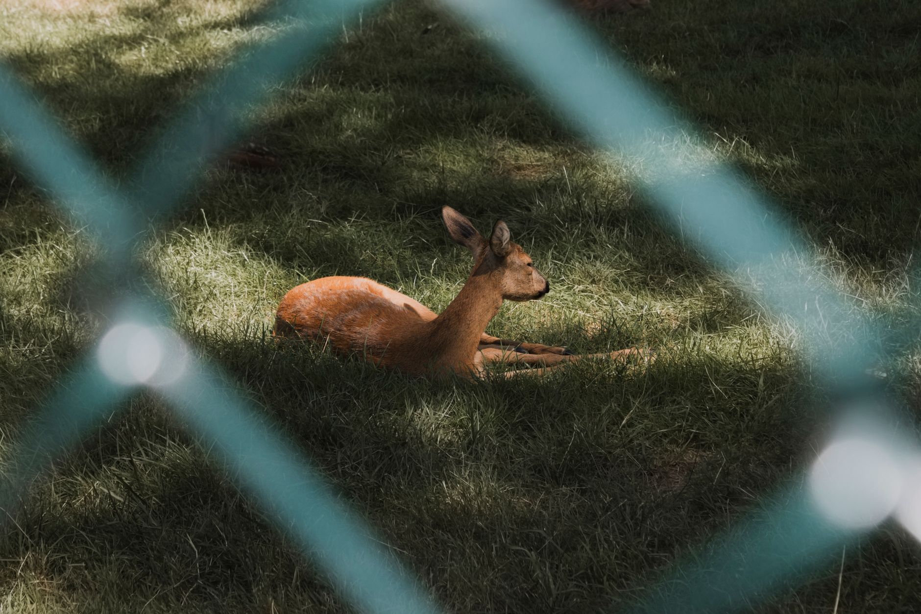 Remove attractants
