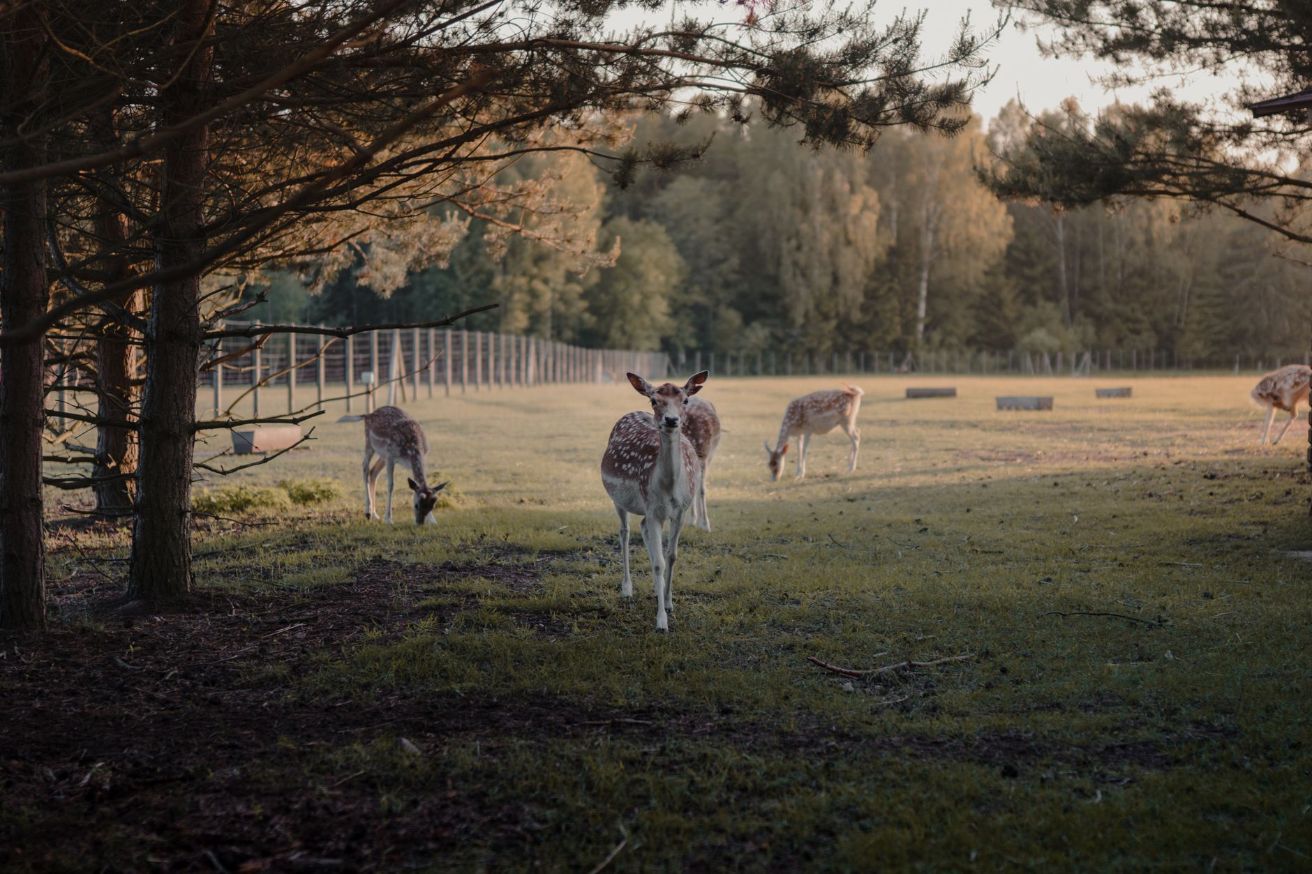 Deer netting
